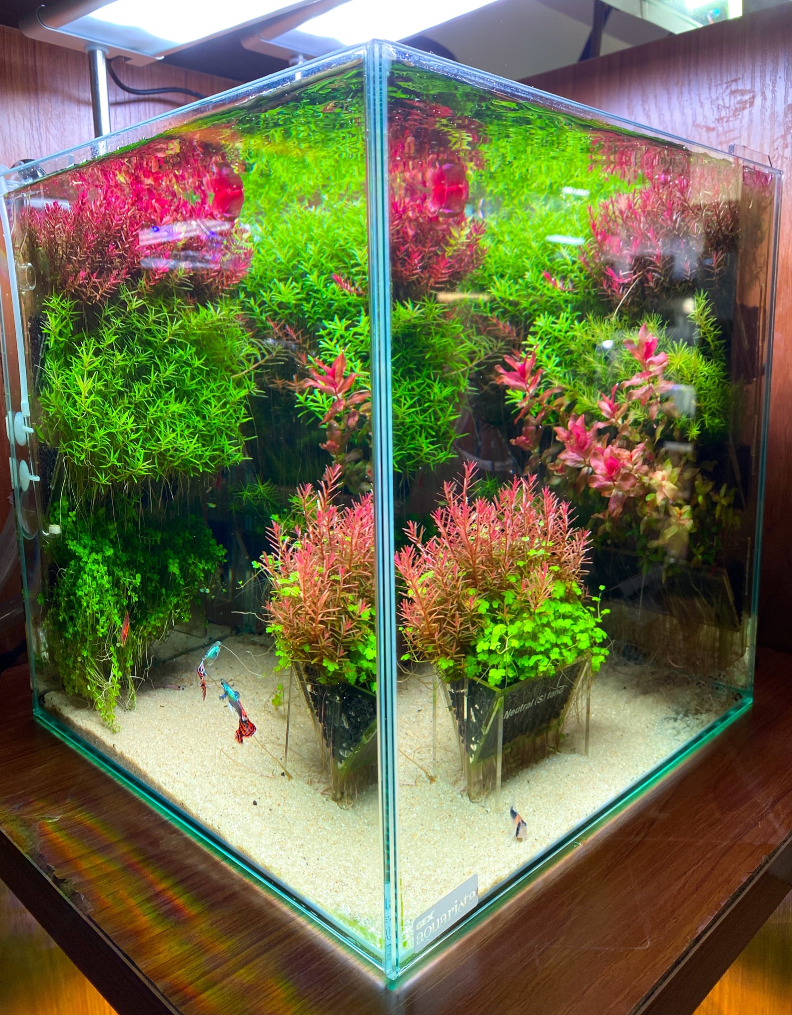 新品未開封】ADA 水槽 キューブガーデン 30cm ソルスタンドRGB 水草