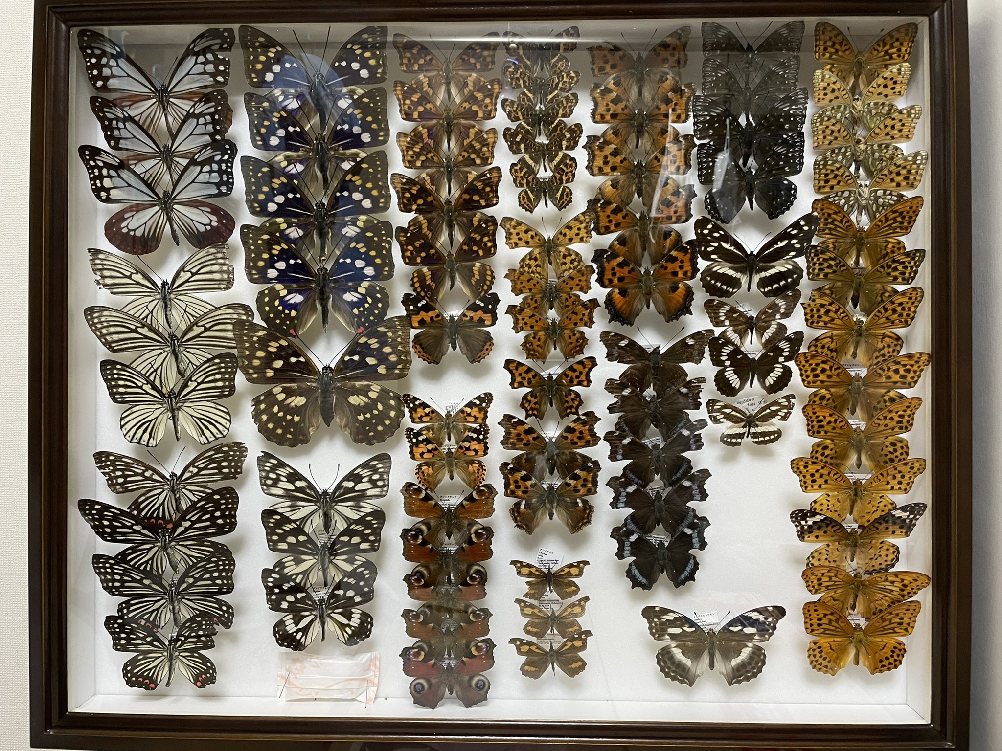 昆虫標本】標本箱を全て紹介します(2012～2020) - 標本関係