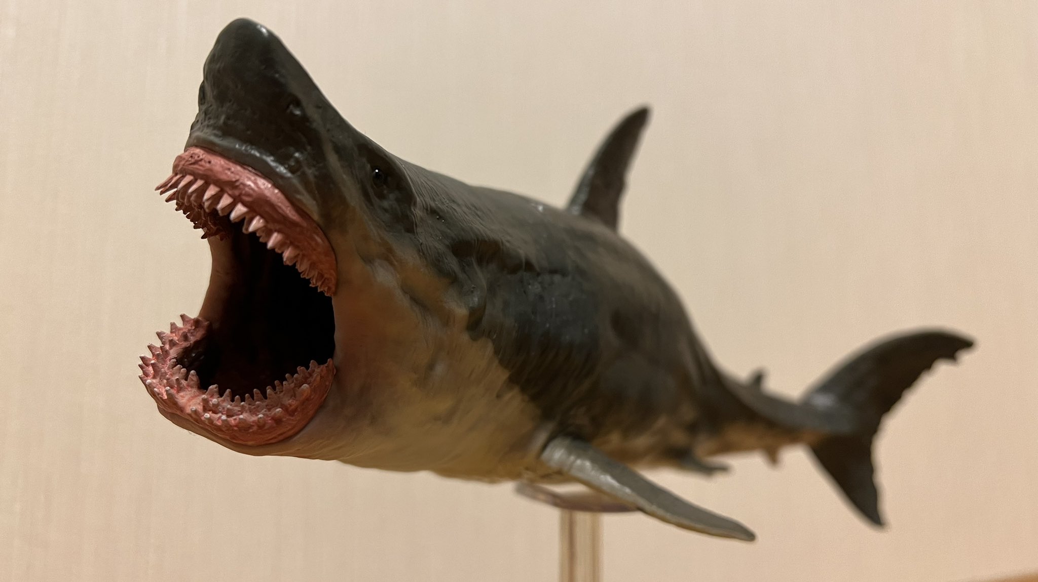 ホホジロザメ 【女神様専用】ホホジロザメ（C. carcharias）の歯 49.6mm