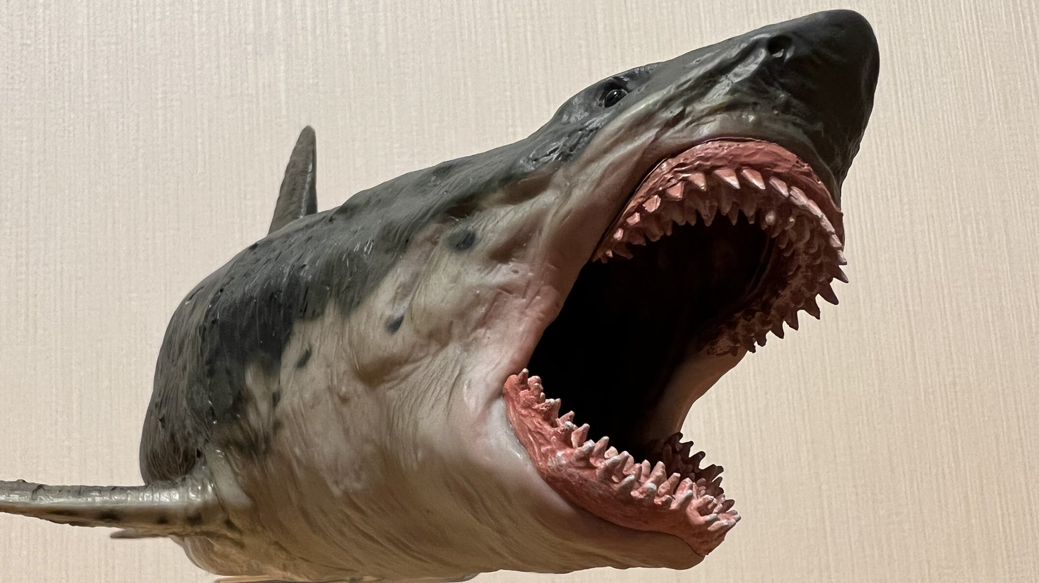 ホホジロザメ（Carcharodon carcharias）の歯 45.3mm サメの種類とサメ