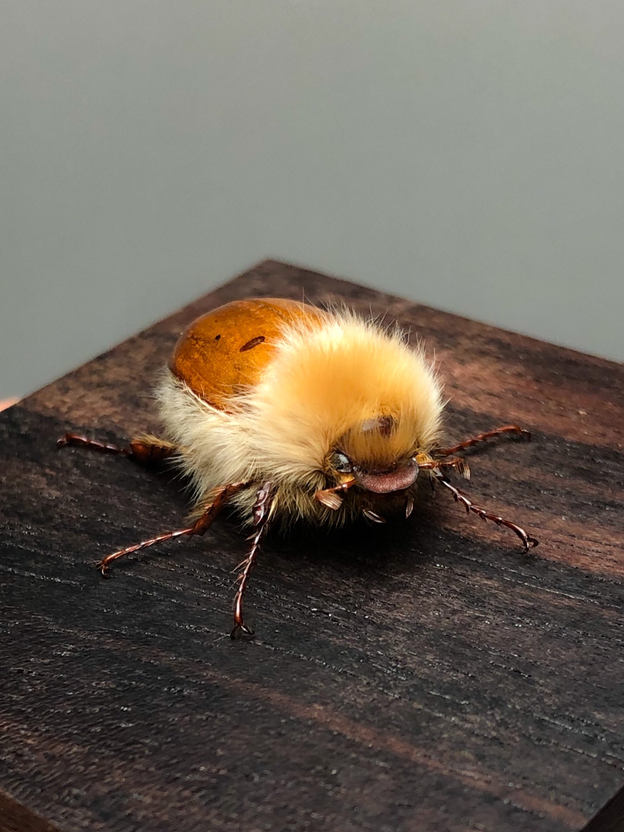 ライオンコガネ 標本 昆虫標本昆虫標本ライオンコガネ