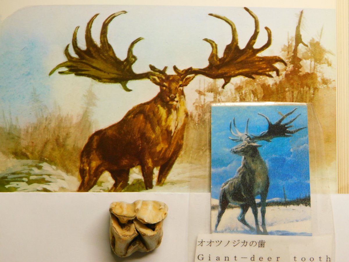 FLDtg5eaQAIqGNL.jpg?format=jpg