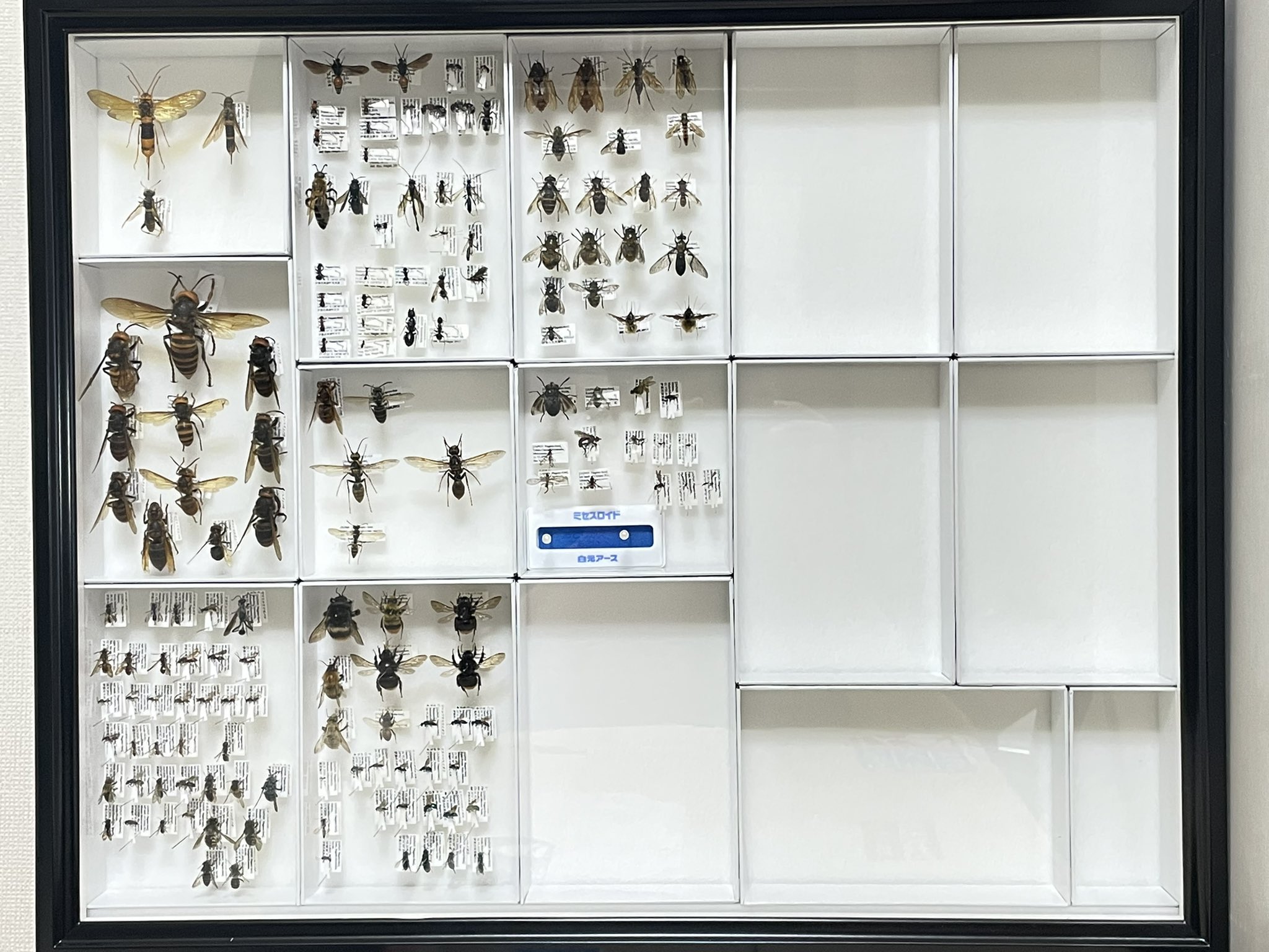 昆虫標本】標本箱を全て紹介します(2012～2020) - 標本関係