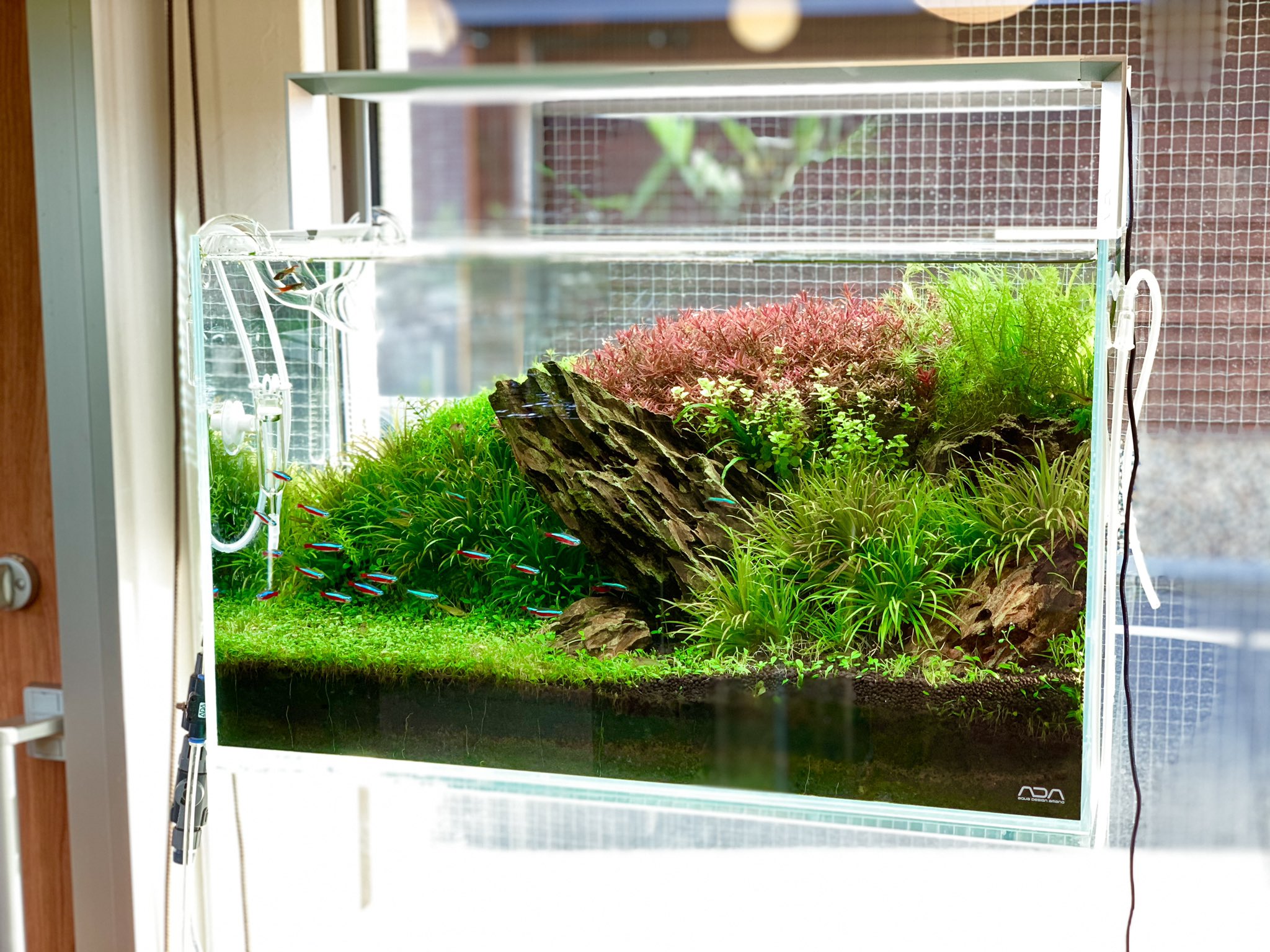 ADA 60㎝水槽セット(引き取り専用) 引取限定）ADA 60cmハイタイプ 水槽