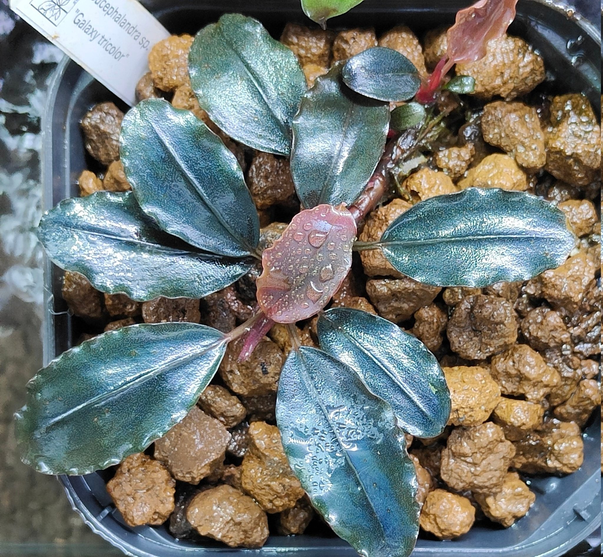 Bucephalandra sp.オリーバ （カミハタ） Bucephalandra sp.オリーバ