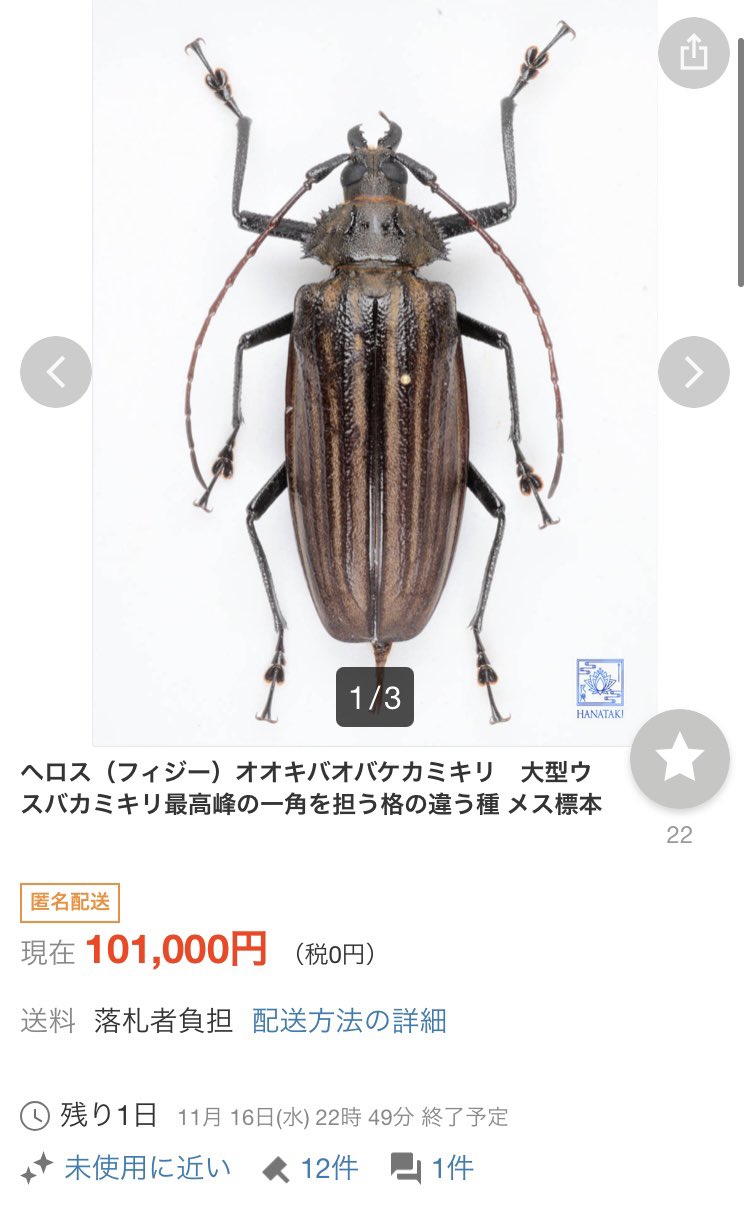 M*S様 特大 オオキバウスバカミキリ 標本 157ミリ 難アリ