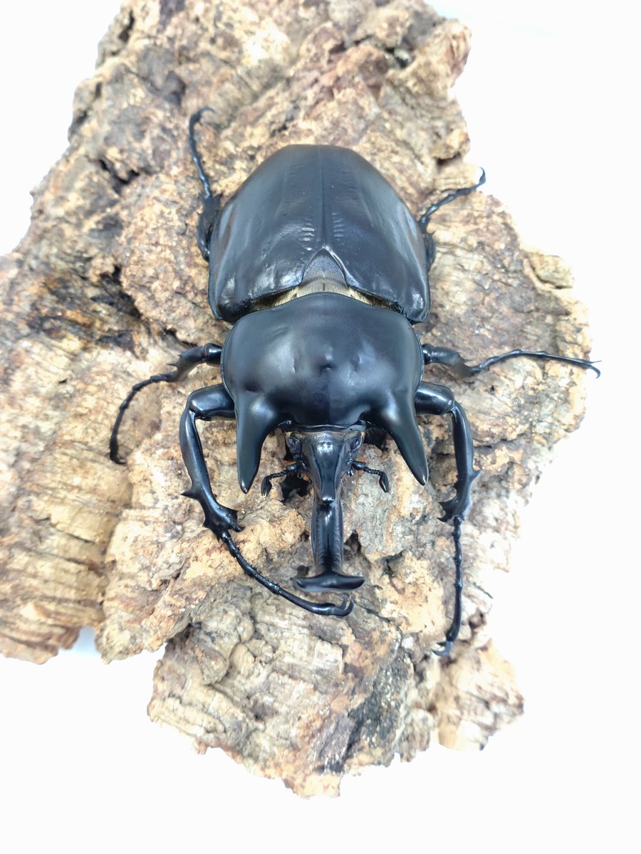 特大 アクティオンゾウカブト(レックスゾウカブト)標本 オン