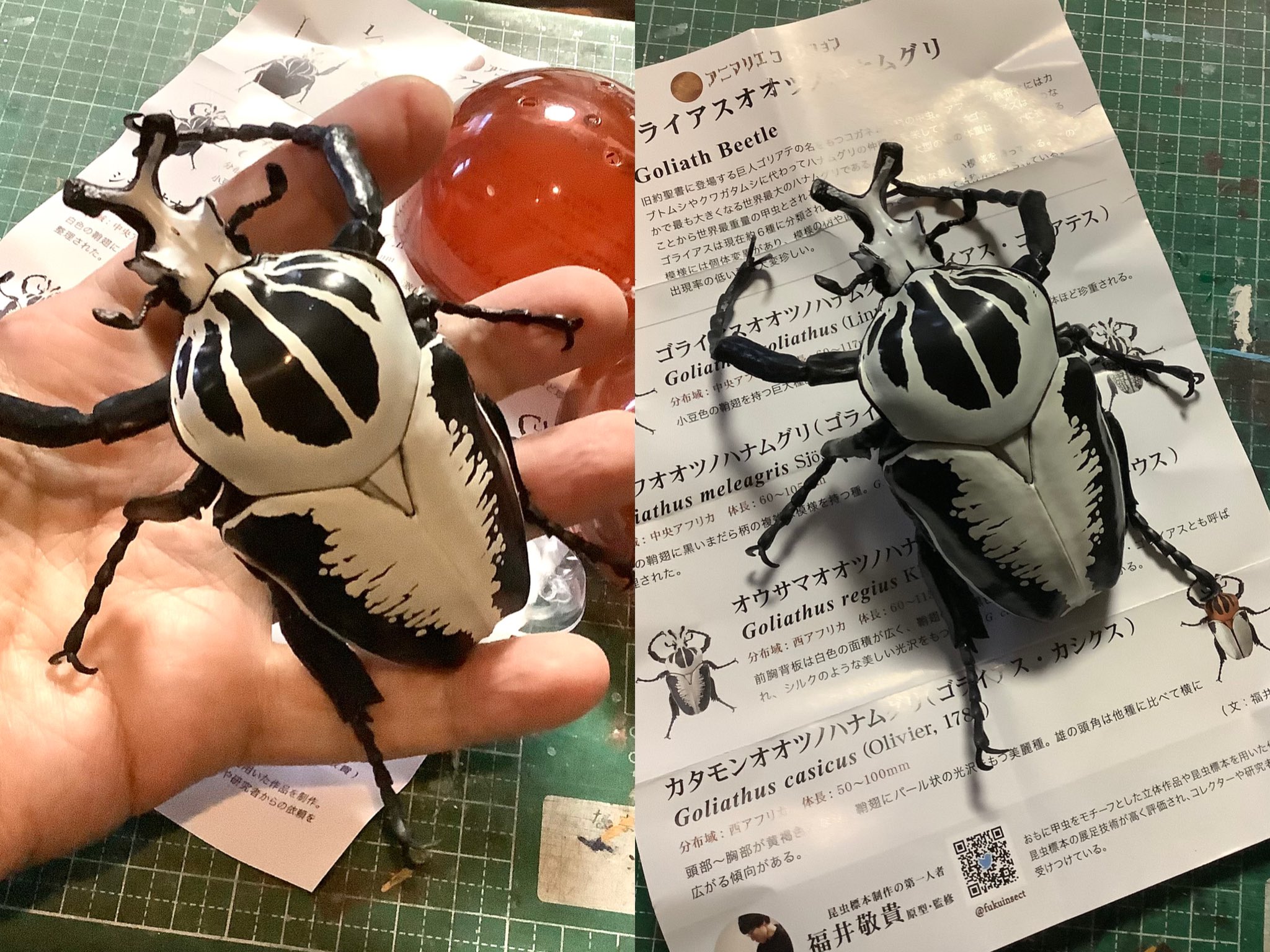 アイボリーコースト産 レギウスオオツノハナムグリ 98mm 【公式通販】