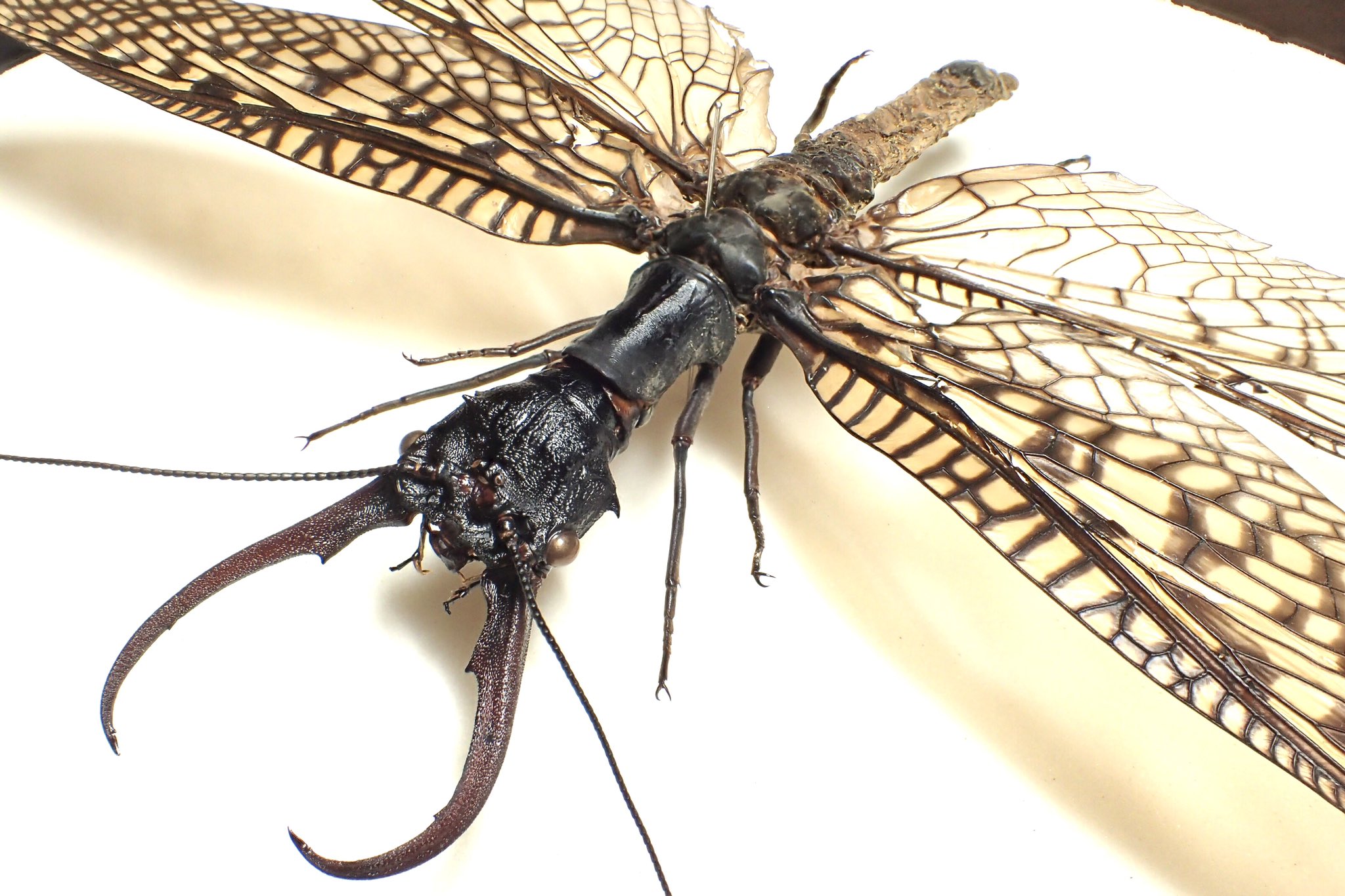 特大オオキバヘビトンボ 標本 165mm 腹部処理がしっかりしてあって状態良い