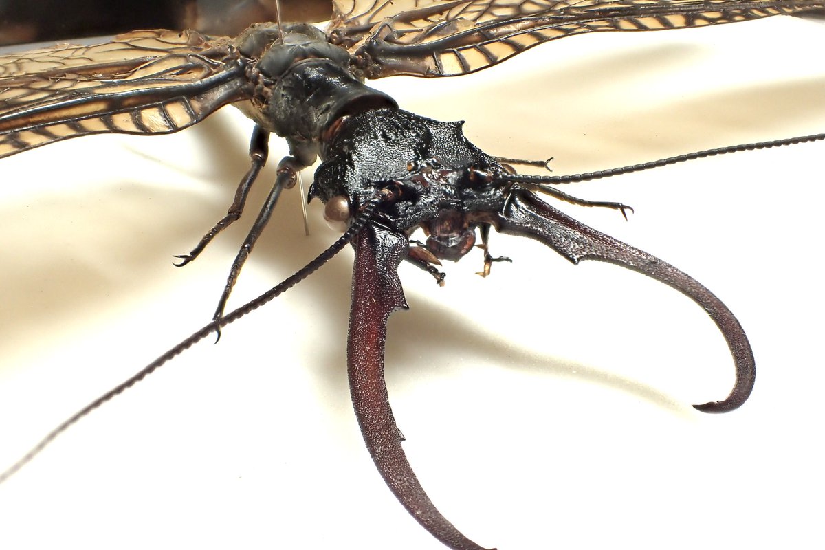 標本】オオキバヘビトンボ 大型 野外品 標本】オオキバヘビトンボ 大型