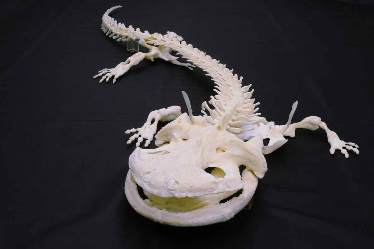 骨格標本】 オオサンショウウオの骨格標本を製作しました🦴 骨が繋がっ