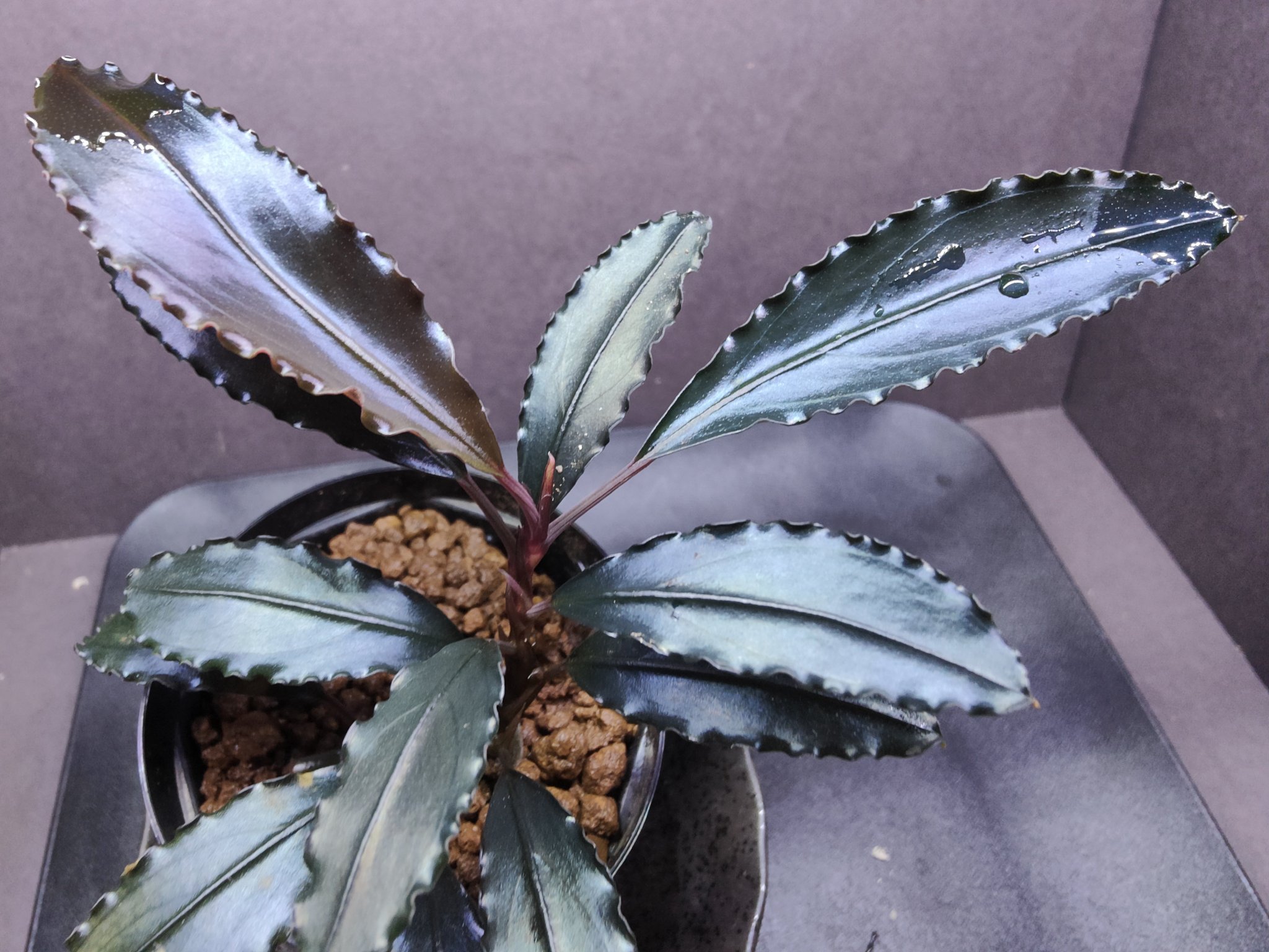 Bucephalandra sp. Red ブセファランドラ レッド X-এ キボーデコ: