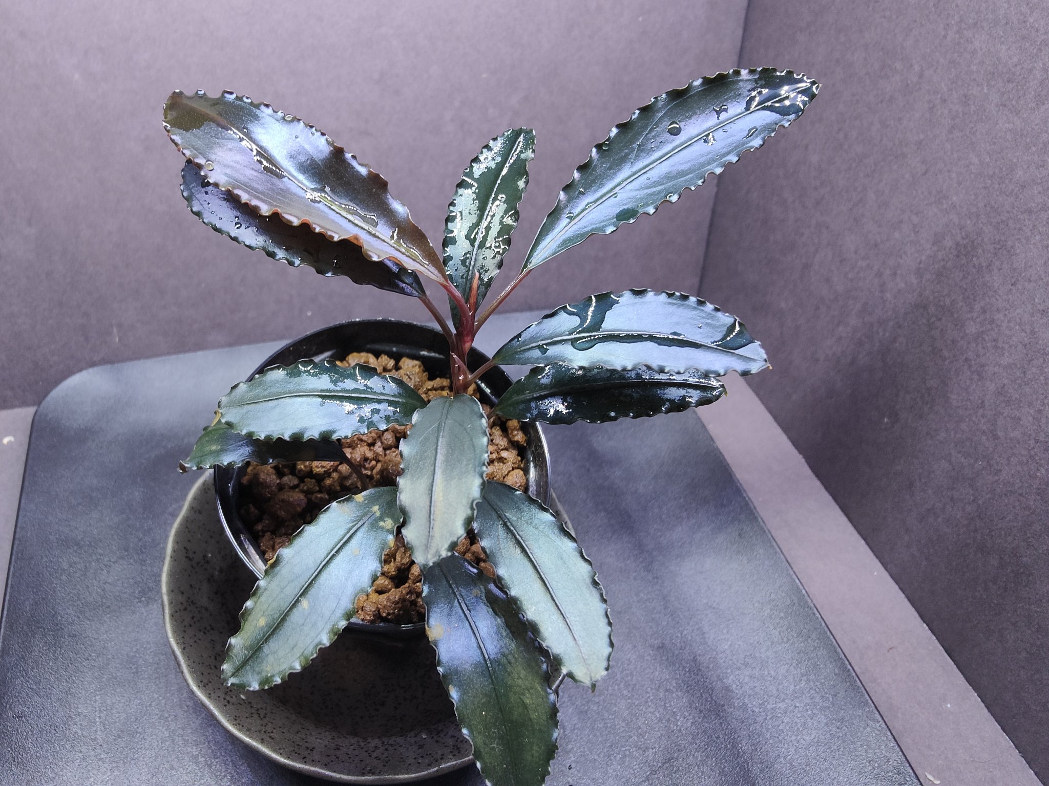 水草 Bucephalandra sp. 