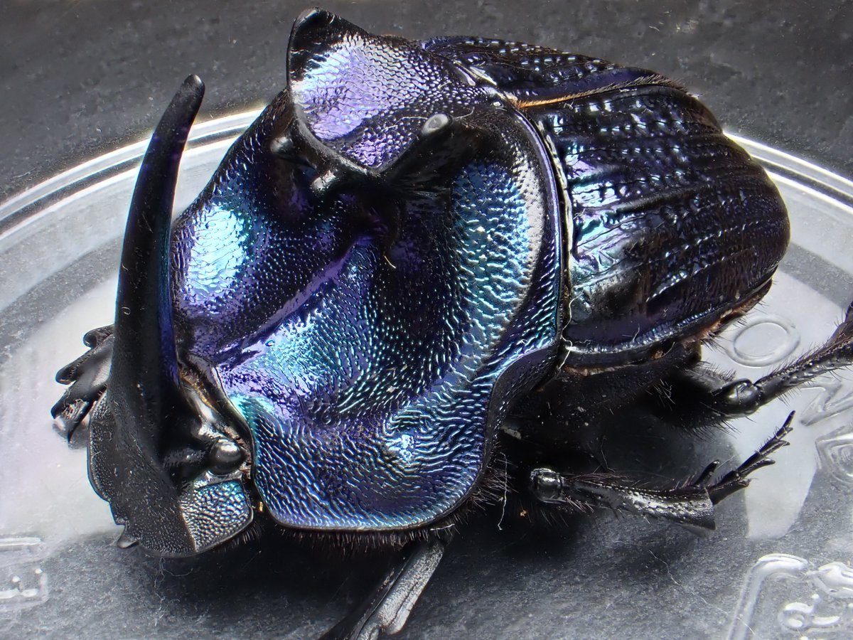 特大51㎜エンシフェルオオニジダイコクコガネ 特大51㎜エンシフェル