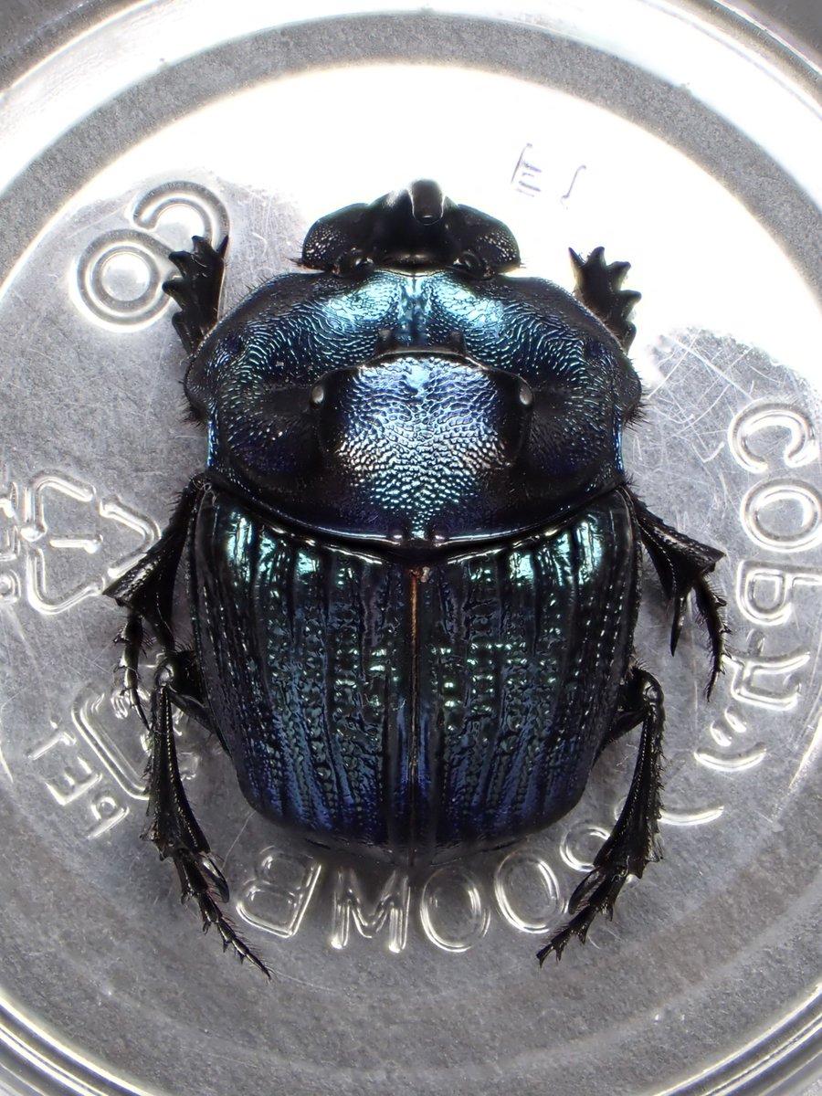 Megaphanaeus lancifer 🇵🇪Peru ランキフェールオオニジ