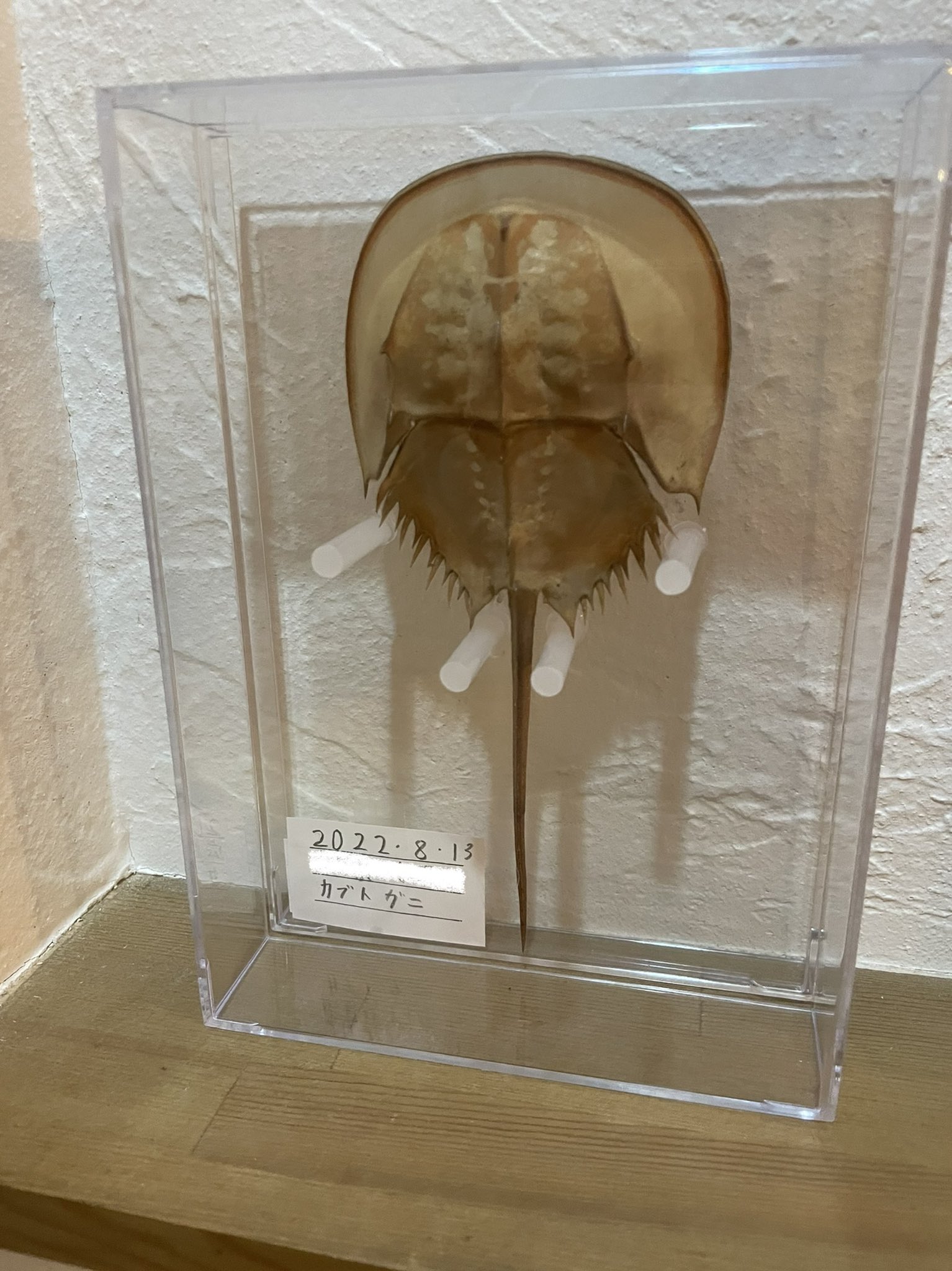 カブトガニ標本【天然記念物】 支払い カブトガニ 標本