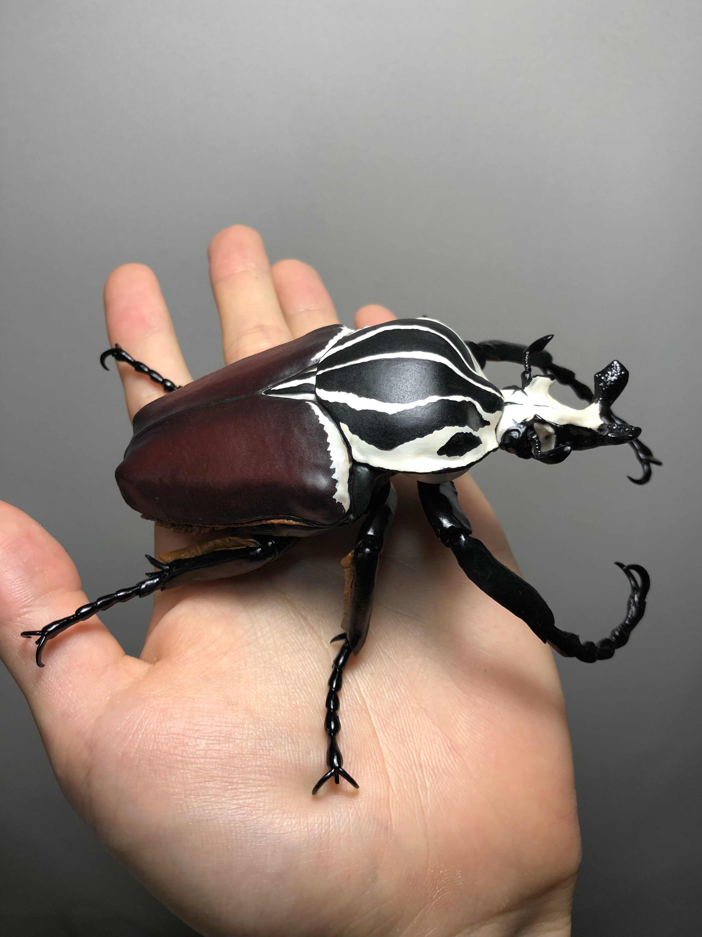 カメルーン ゴライアスオオツノハナムグリ 約94mm カメルーン