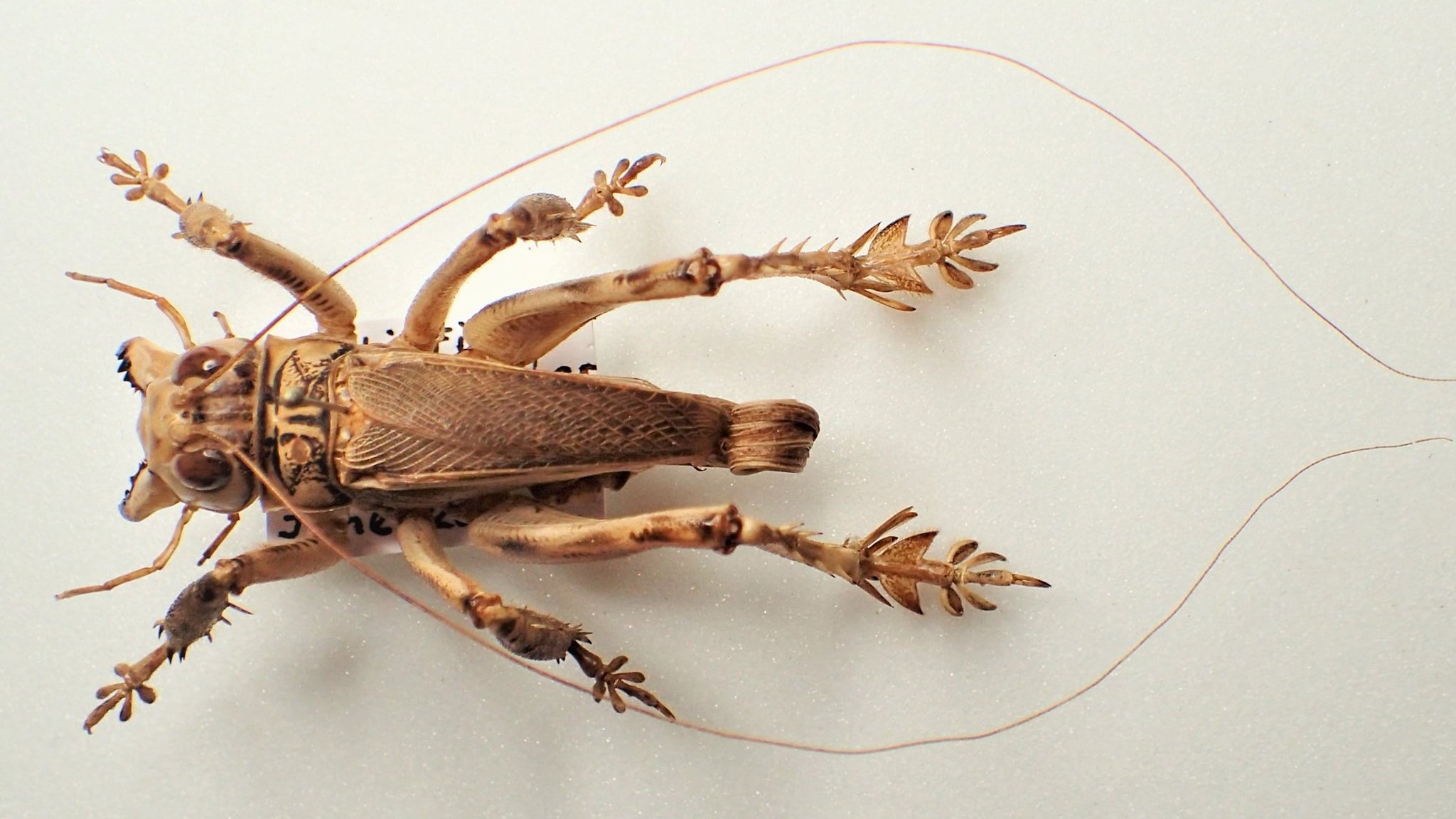 花滝】まるで凶悪犯のような見た目 ものすごいマキバネコロギス開翅