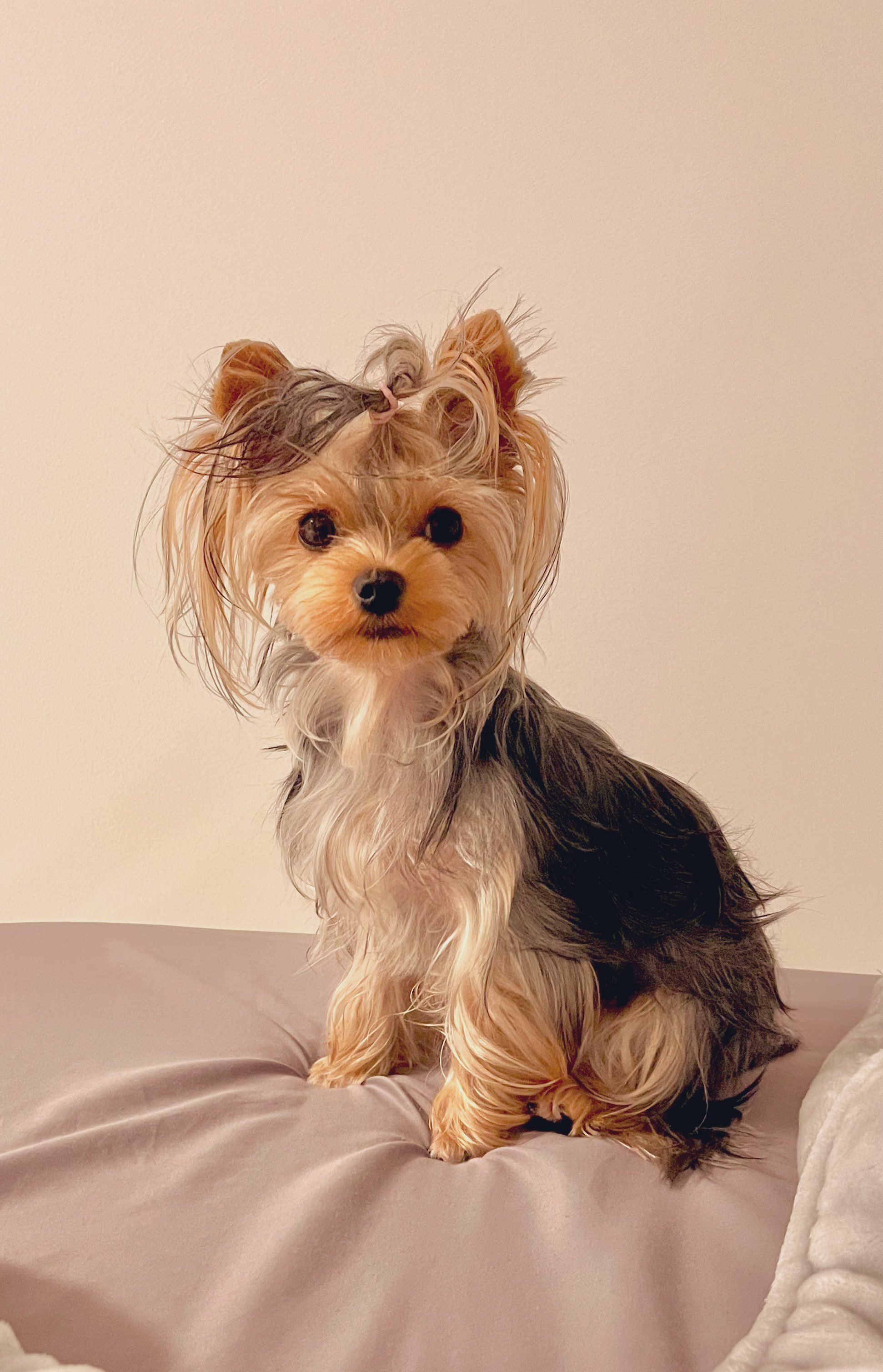 リヤドロ フィギュリン 6760『犬の散歩』 陶器の置物/ヨークシャー