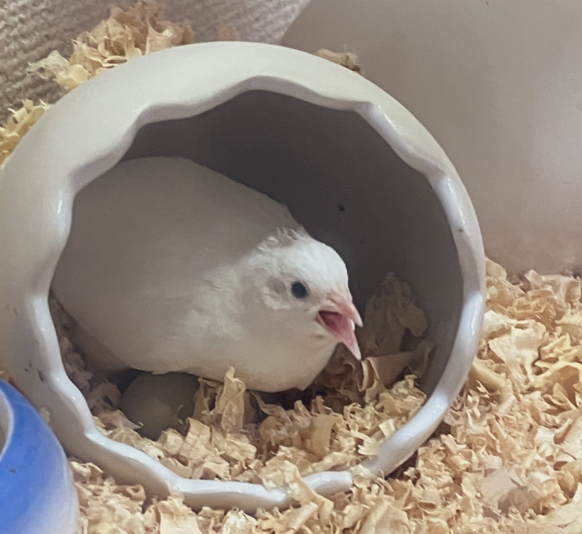 ひめうずら研究室 成鳥用配合飼料 4kg 鳥 餌 ヒメウズラ ひめうずら
