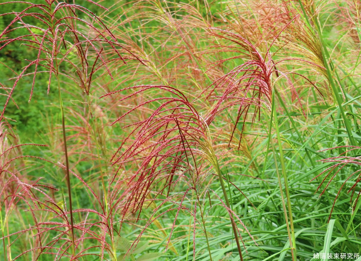 人気 レンテン族 草木染め反物 黄色 B 山岳民族 レンテン族 草木染め