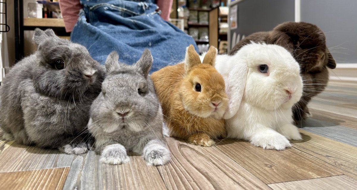 うさぎのしっぽ うさぎのフード 恵比寿店 うさちゃん紹介🫶 気になる方