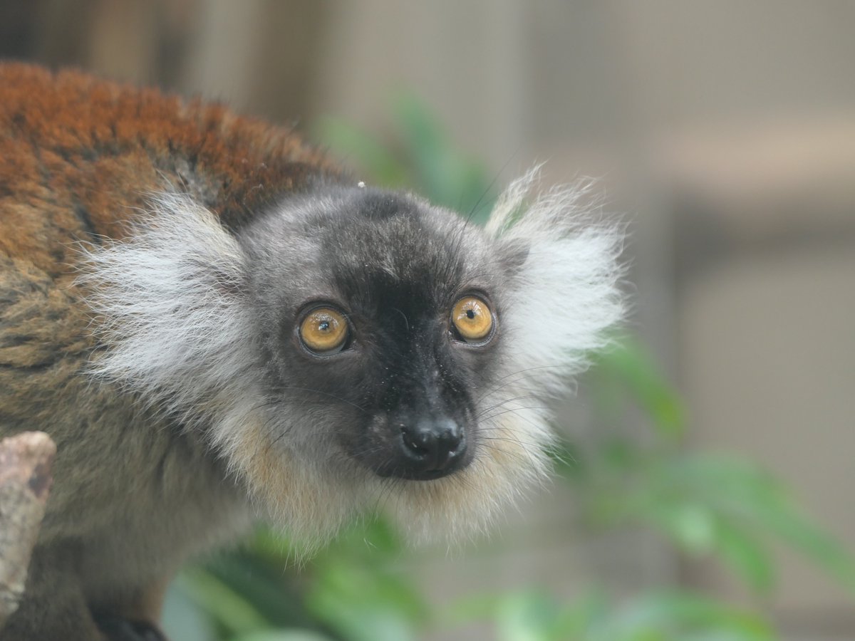 10月31日は #世界キツネザルの日！ キツネザルはマダガスカル島のみに