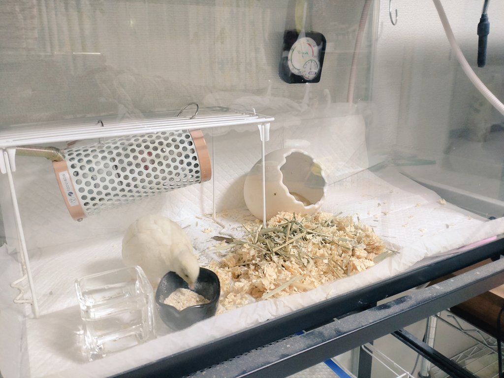 ひめうずら研究室 成鳥用配合飼料 4kg 鳥 餌 ヒメウズラ ひめうずら