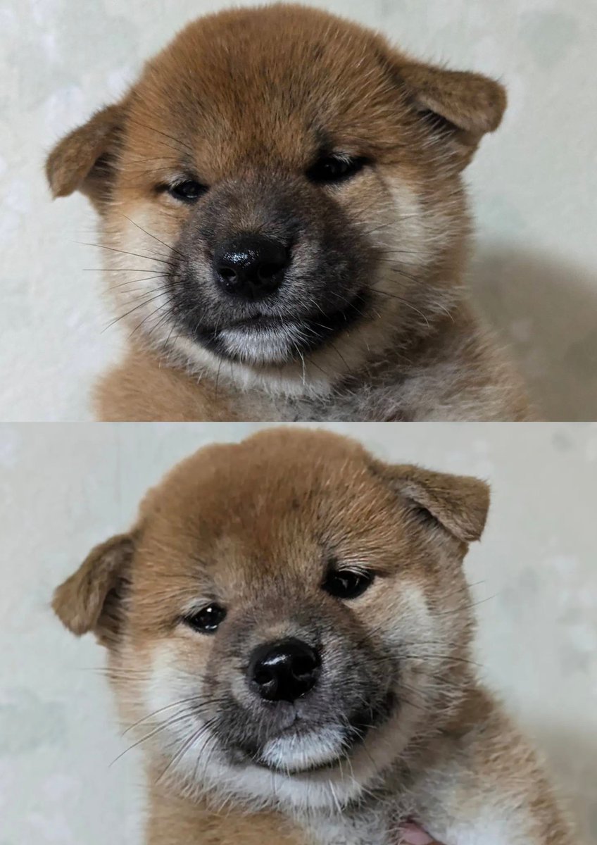 芝犬です。 芝犬です。 QYC 1/6 柴犬 3種 001 002 003 *お取り寄せ - 1/