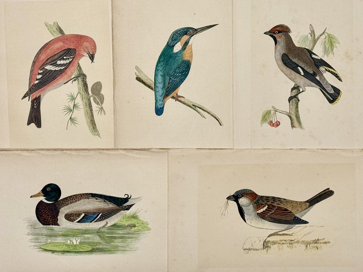 油絵 専用 小鳥さんのかくれんぼ1 見つけようとしている小鳥 油絵