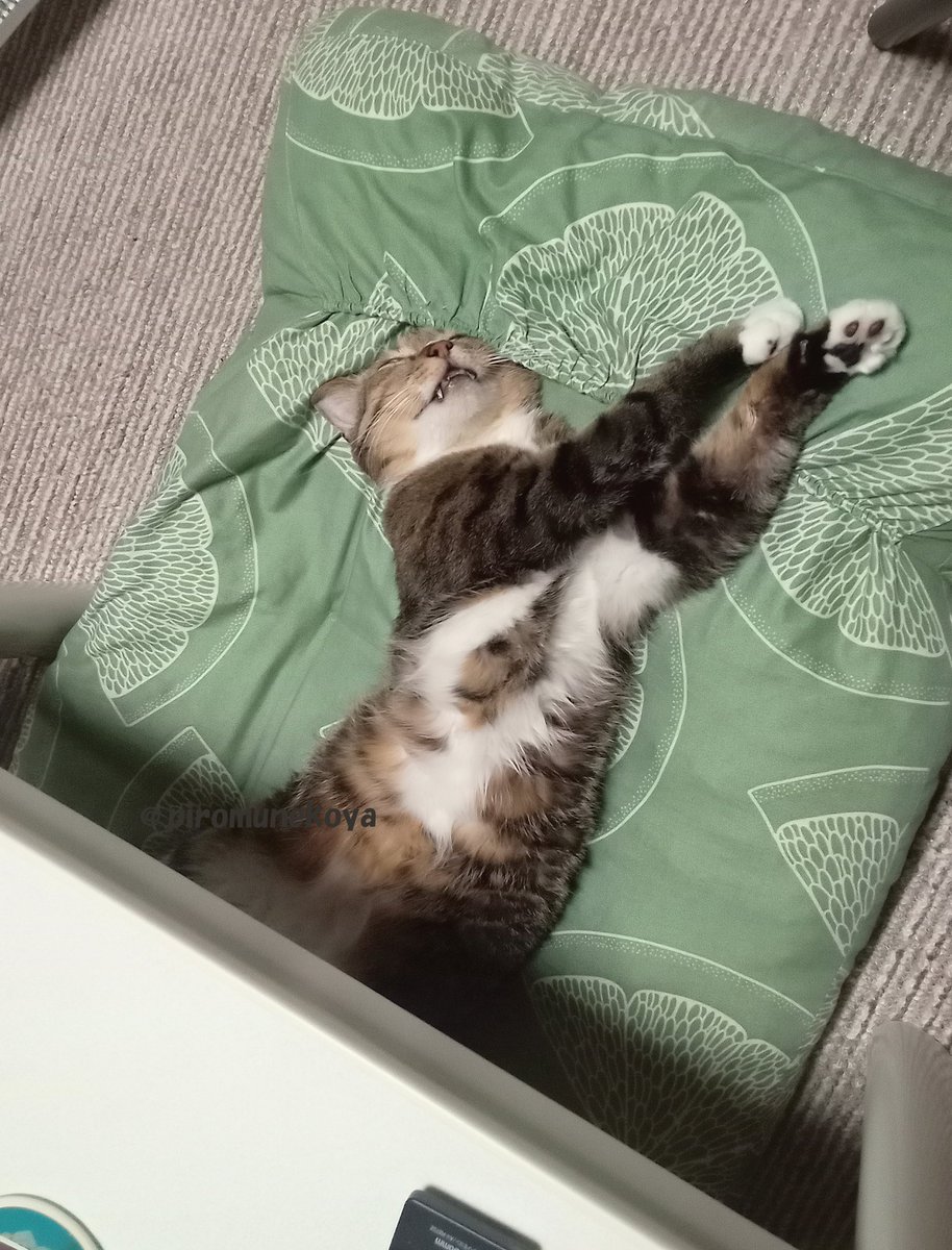 ゴン太 猫A 最終値下げしました！ ゴン太 猫A 最終値下げしました