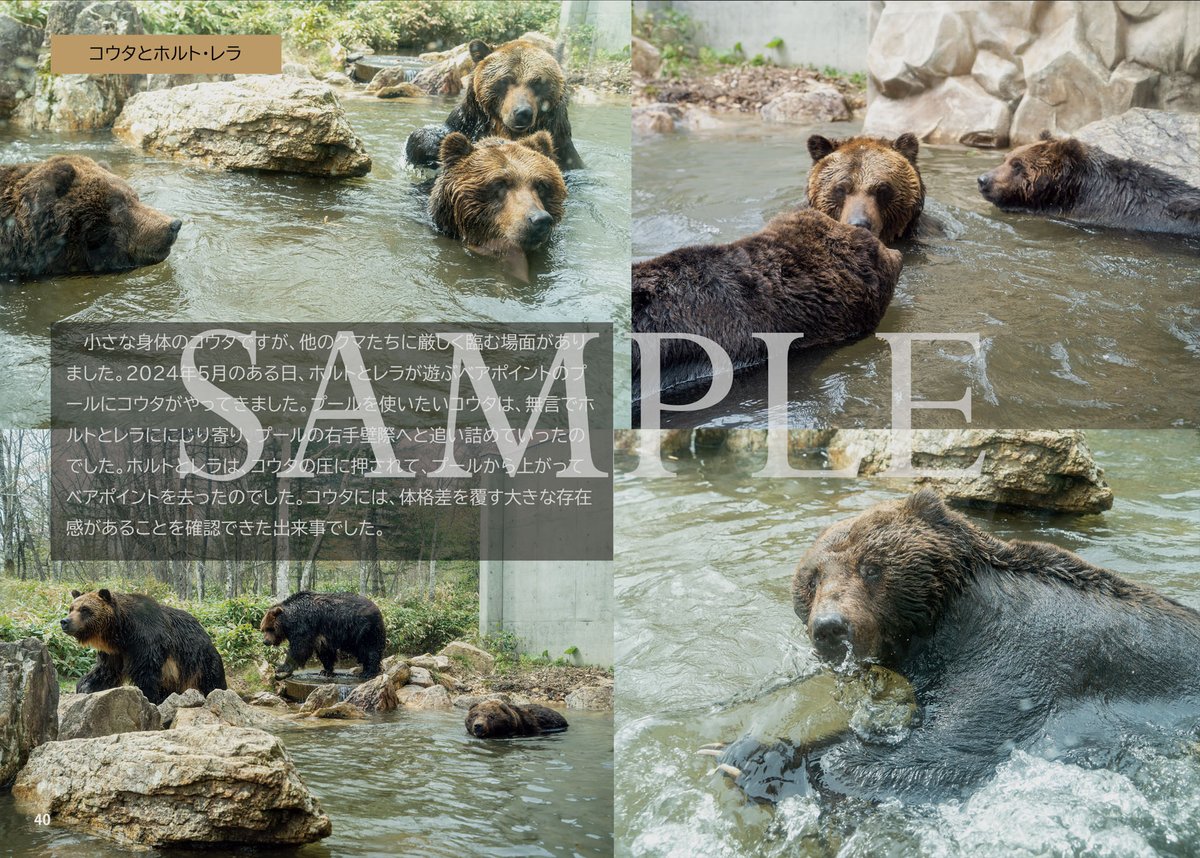 ねこくまページ くまページ くまこ クマページ EXO - * くま * LAZER