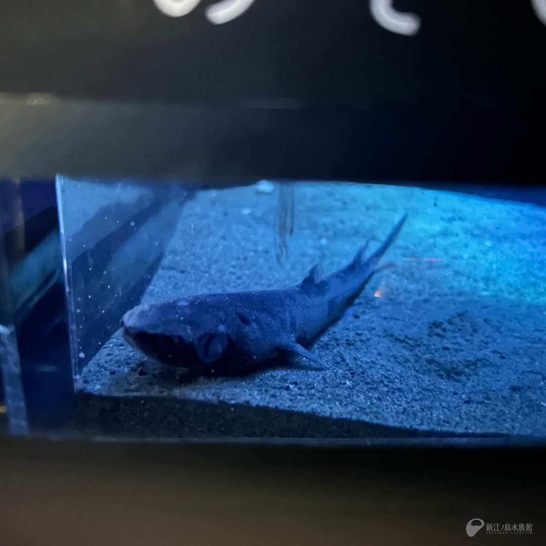 本日1月8日(木)も カラスザメ をご覧になれます ℹ️予告なく展示を終了