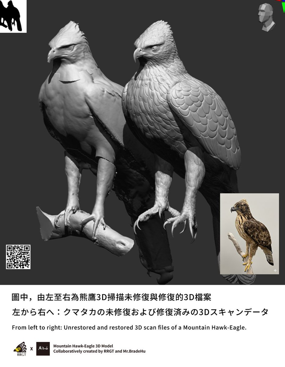 クマタカの頭骨 タカの頭蓋骨マスク - Etsy 日本