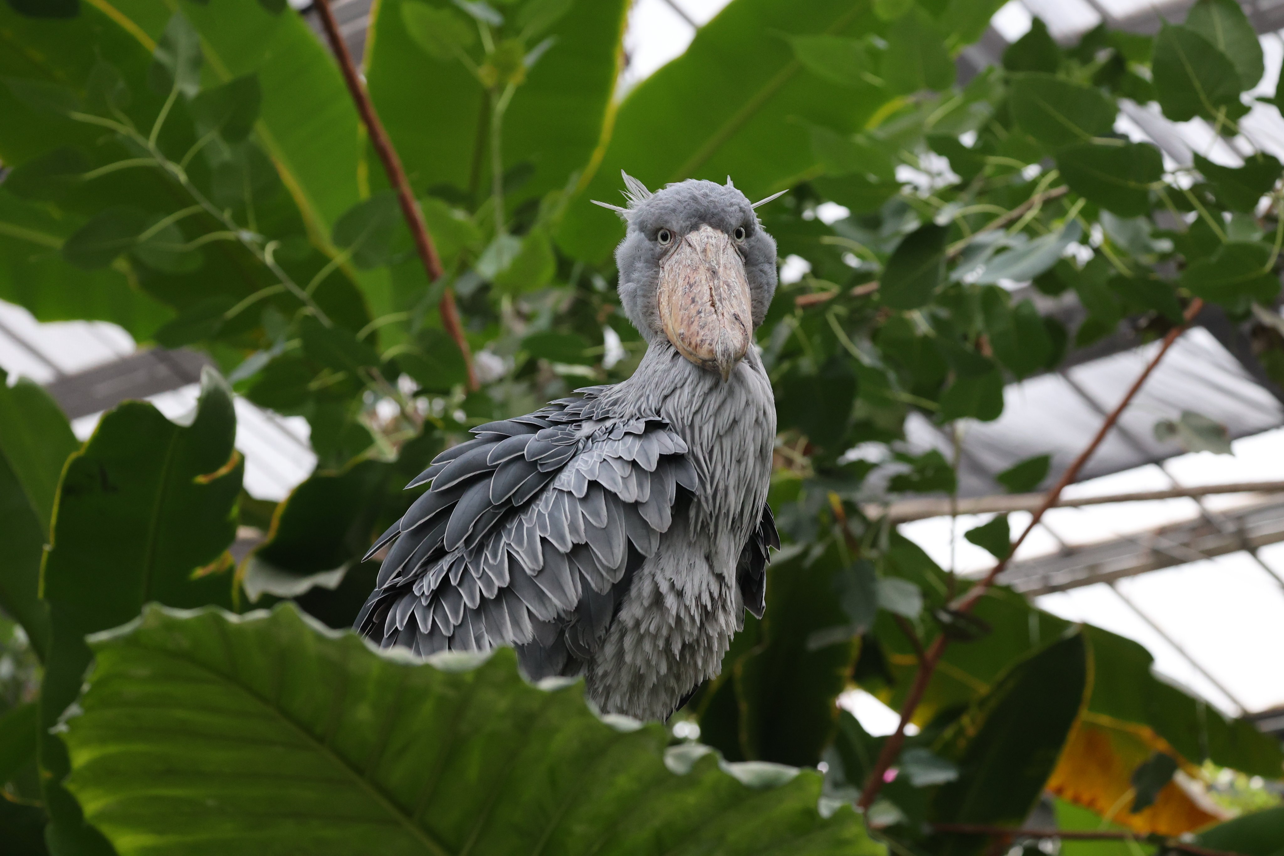 ♡ハシビロコウ♡さま専用ページ 【公式通販】