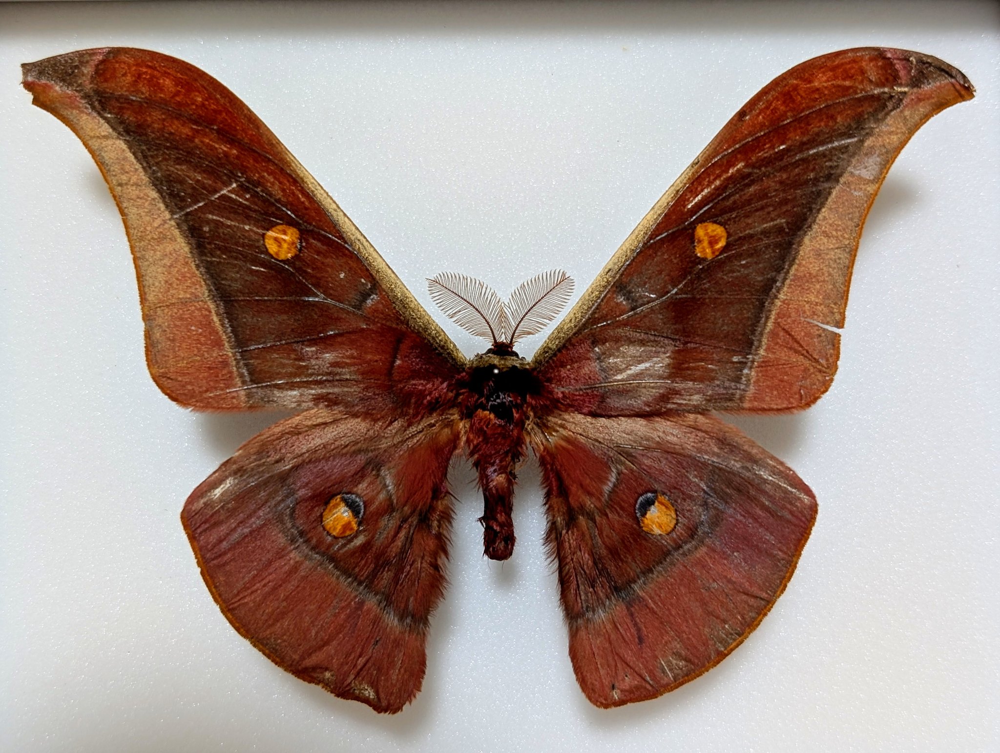 超珍品マクロプスヤママユ蛾標本
