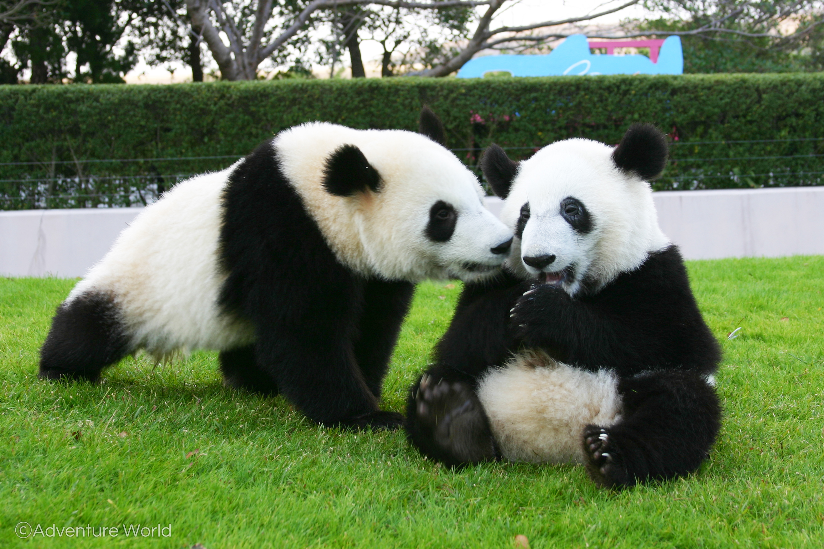 ピクニックワールドさるパンダ被り物4兄弟⁈