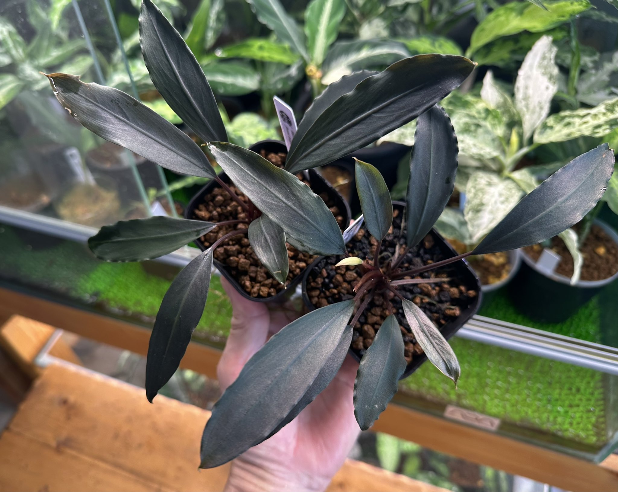 販売 ブセファランドラ 超大株 シルバーナイト流木活着