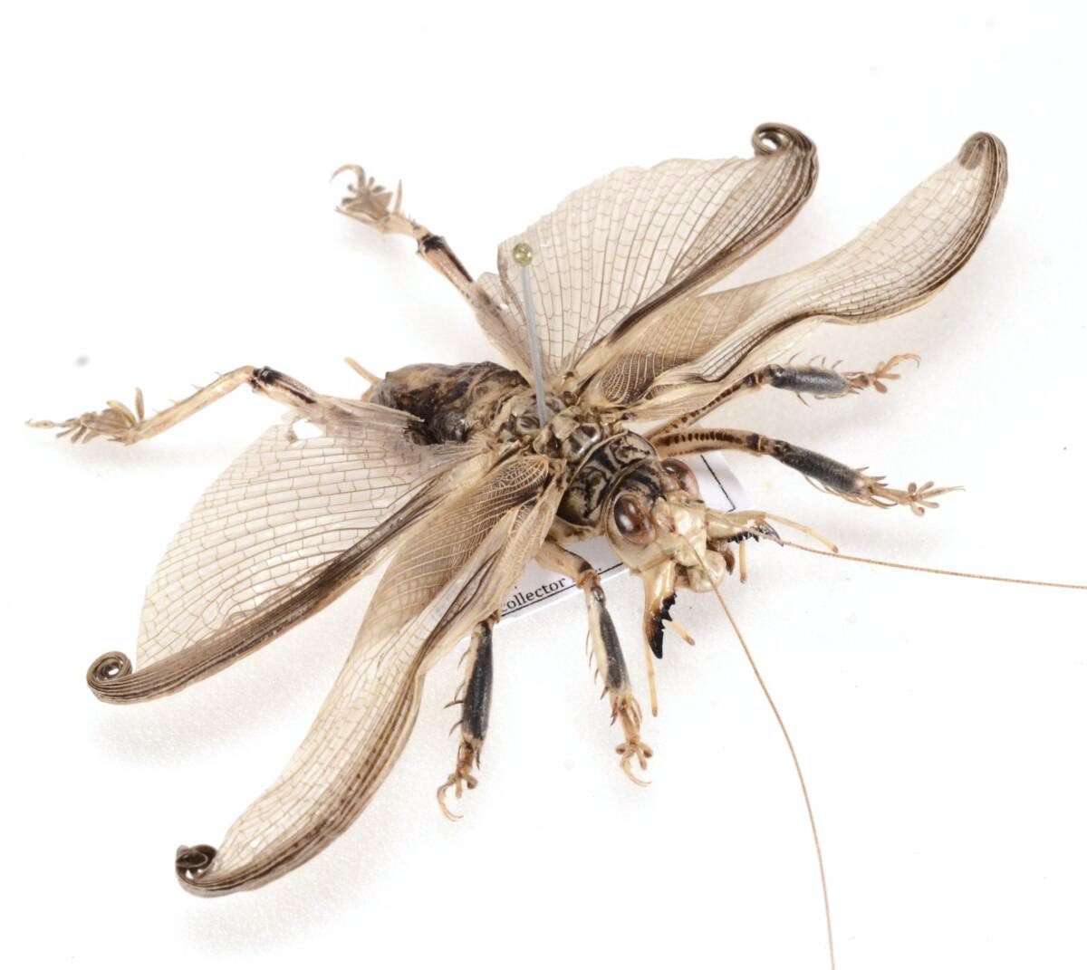 マキバネコロギス 標本 マキバネコロギス標本 標本 Schizodactylus