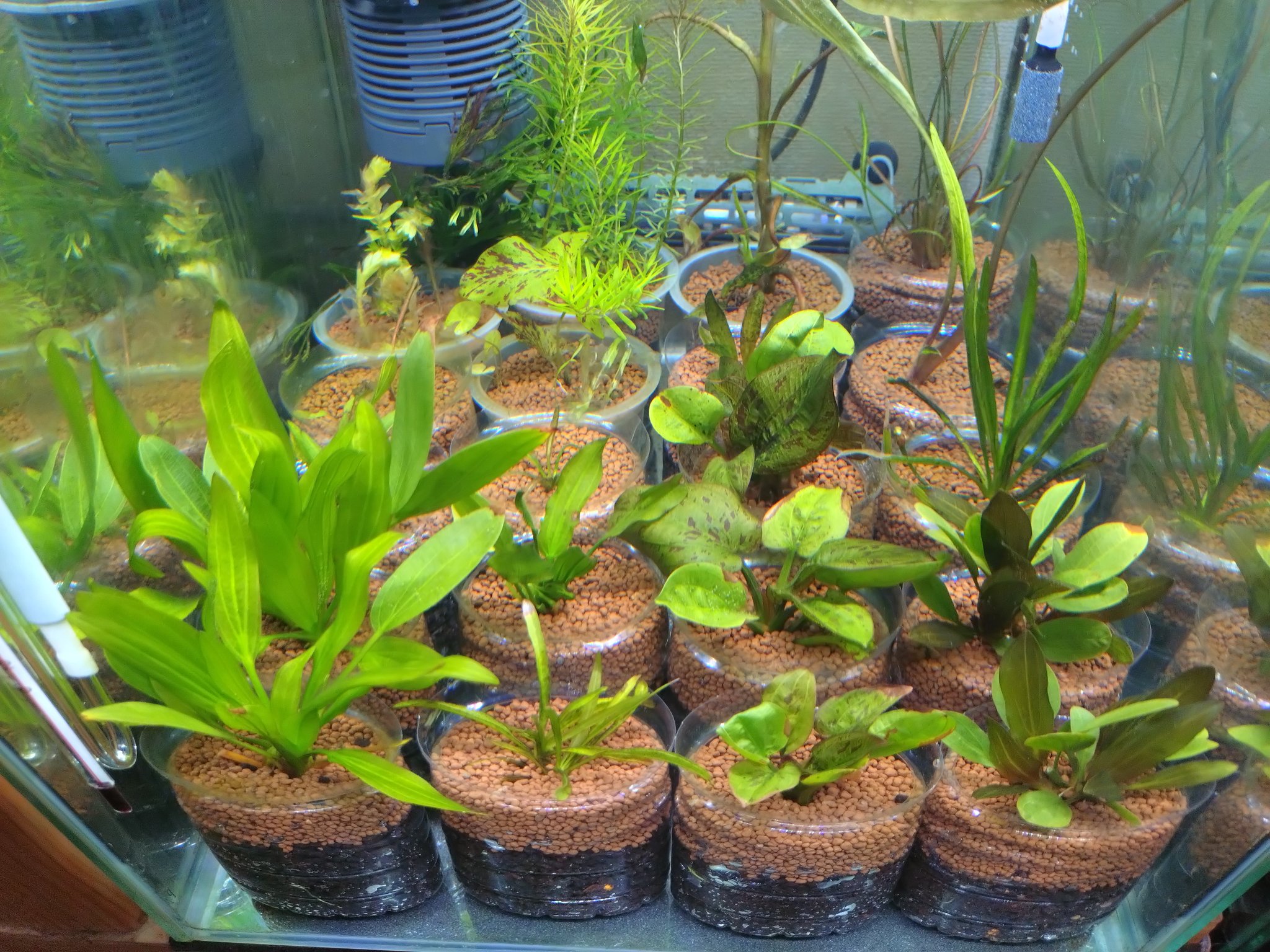 エキノドルスホレマニーグリーン座標軸親株シュート5個付き