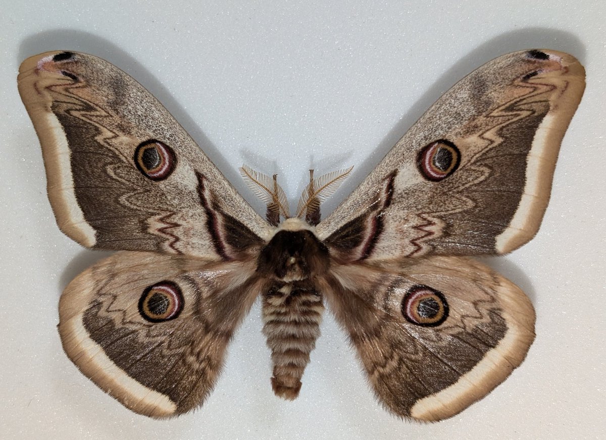 超珍品マクロプスヤママユ蛾標本