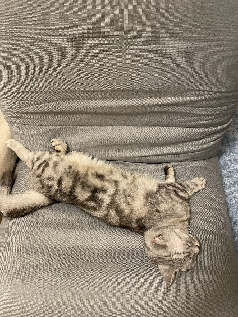 新しく買った座椅子気に入ってる🐈