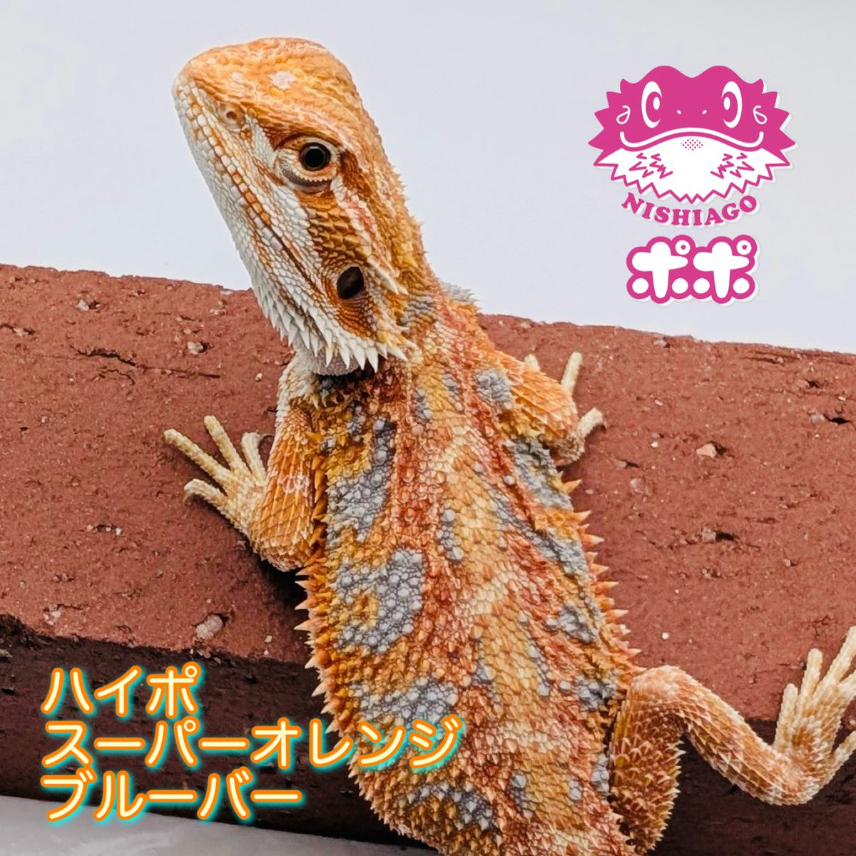 美品】【匿名配送】ポポのケージ フトアゴヒゲトカゲ 爬虫類 美品