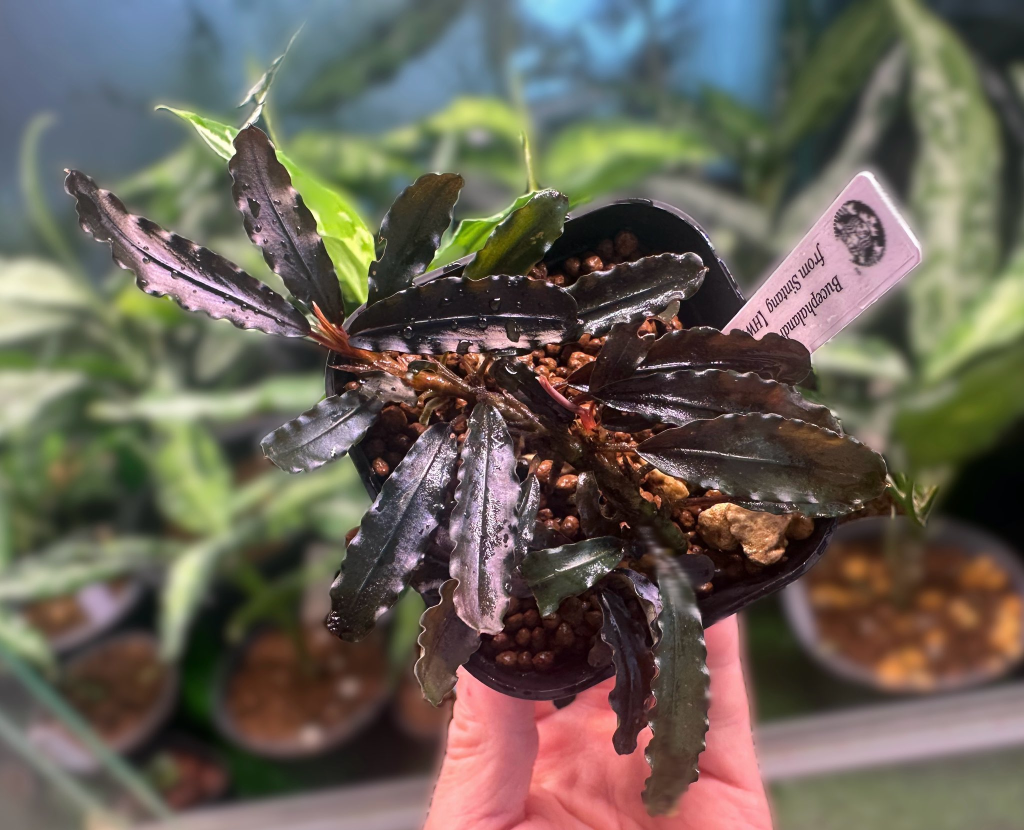 ブセファランドラ Diablo 水上葉 ブセファランドラ Diablo 水上葉