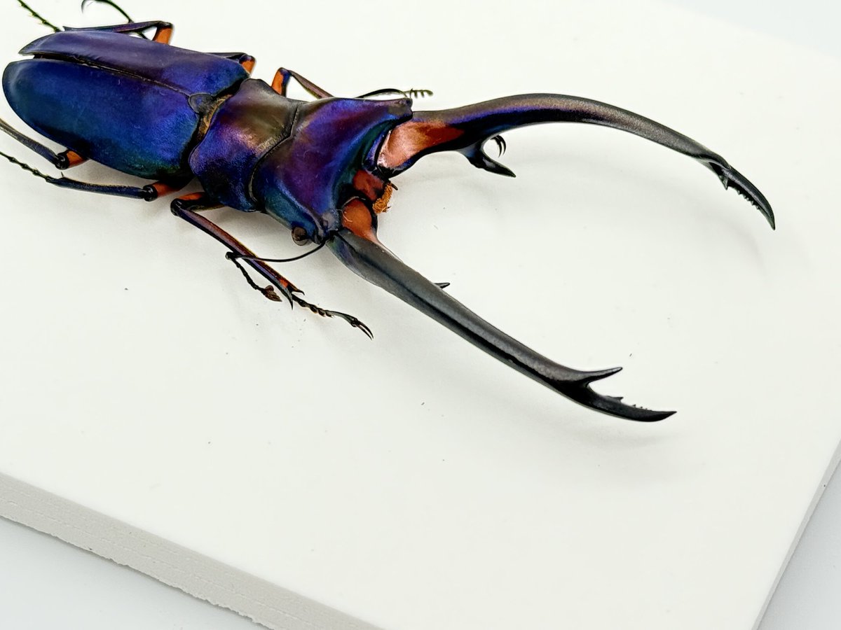 エラフスホソアカクワガタ青 95mm、紫 97mm ヤバイ標本が届いた