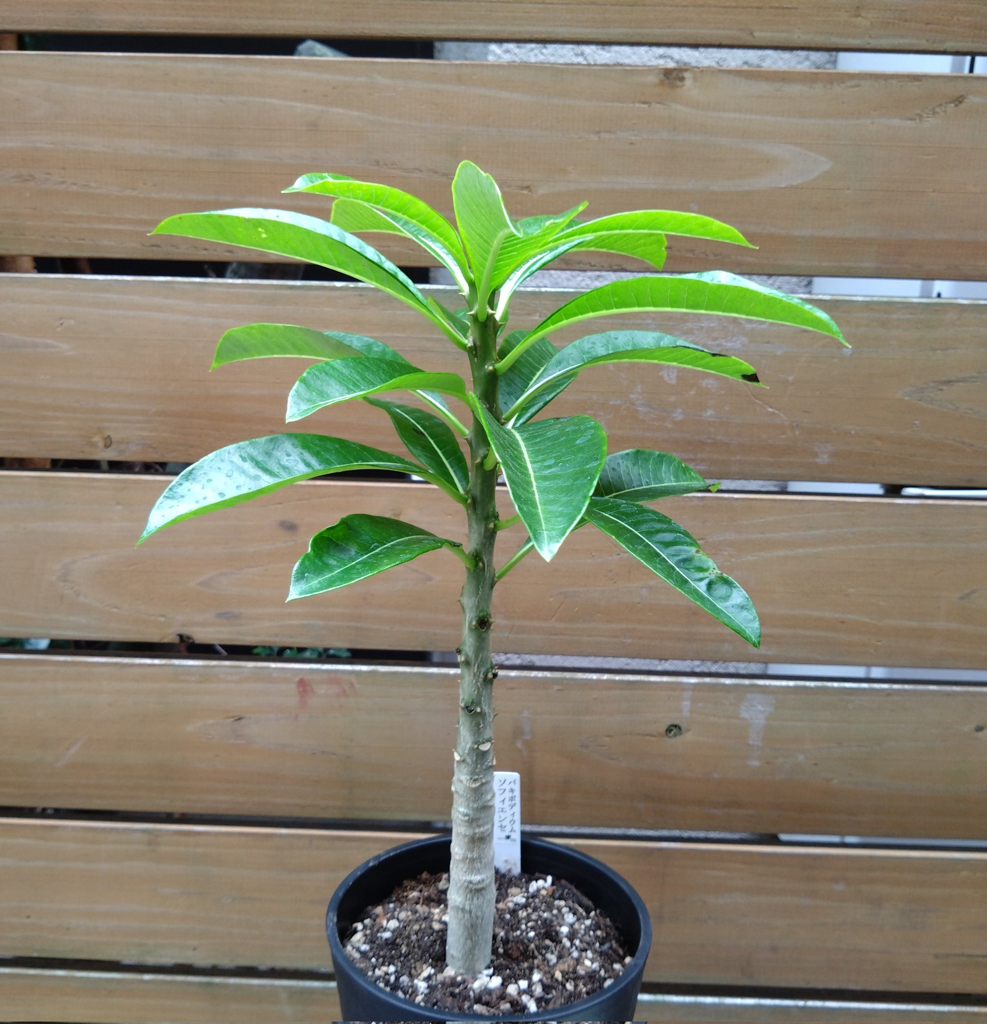 珍品】モロニド・バーナ（1オス、マダガスカル産）