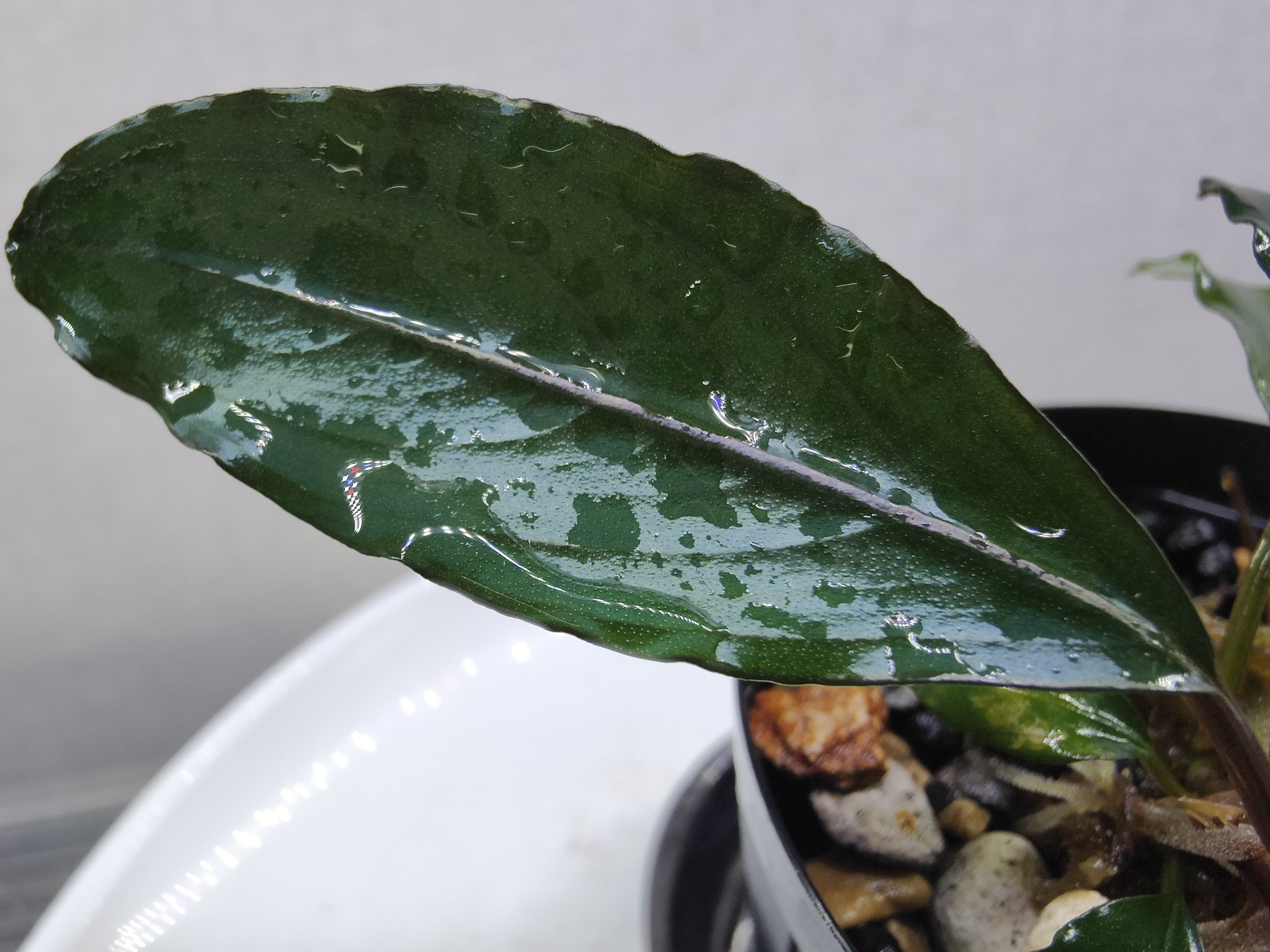 G*k様 ブセファランドラ Motleyana 新芽沢山あり5株トリム可能