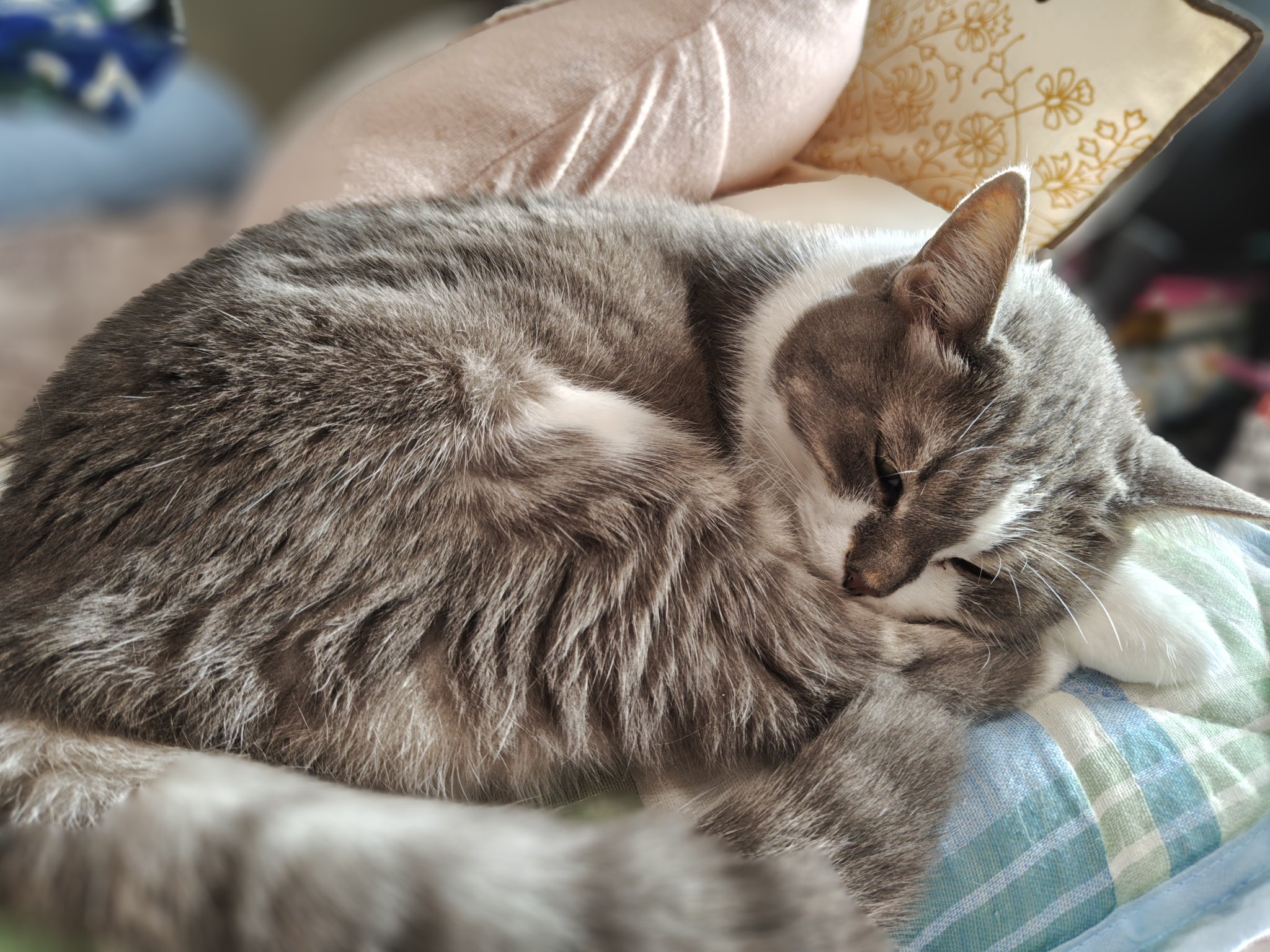 猫さん 猫さん 猫さん】 カード検索 ｜ Z/X - Zillions of enemy X