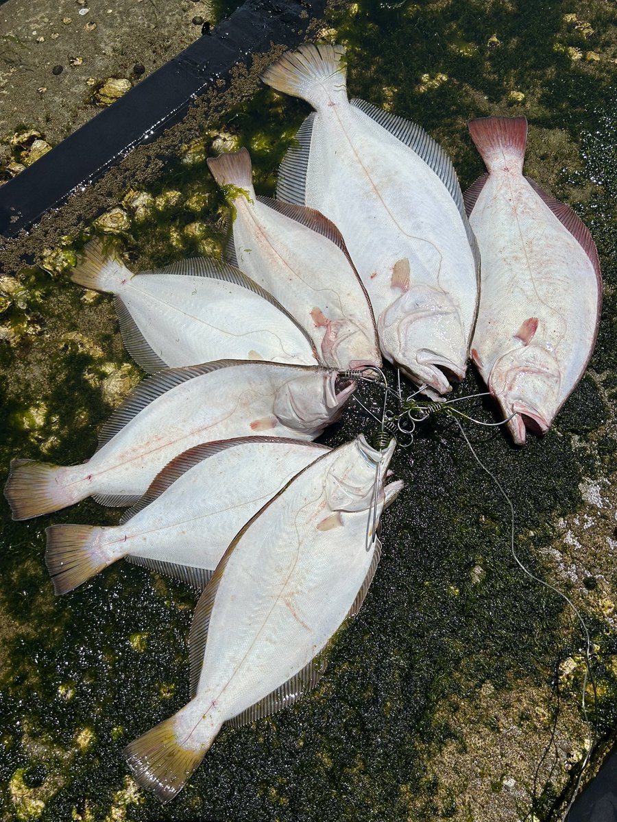 さかなです さかなです さかなです さかなです さかなです さかなです