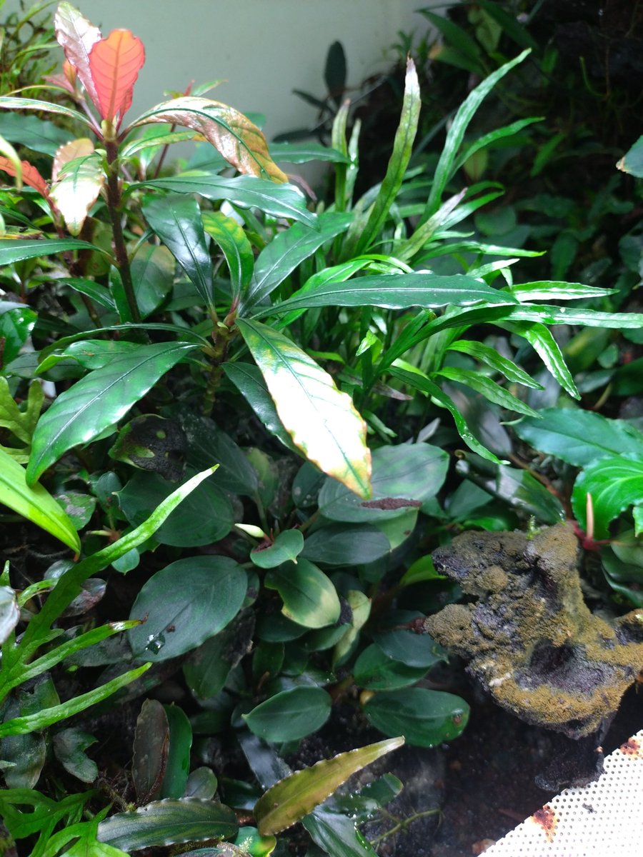 ブセファランドラ バライカランガン TB便